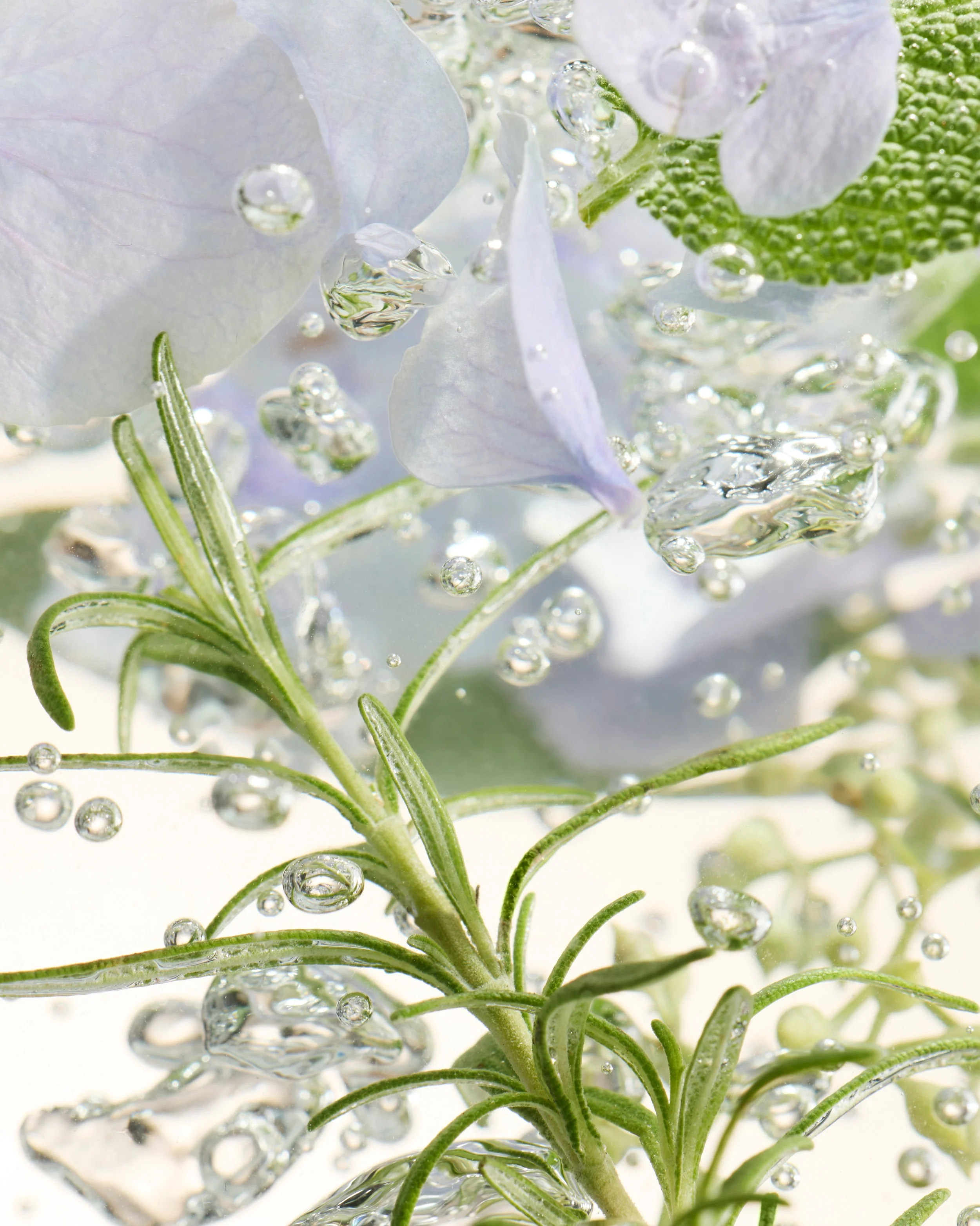 Ingredients_Rosemary-Ingredient-WaterTexture-Plate_4155.jpg