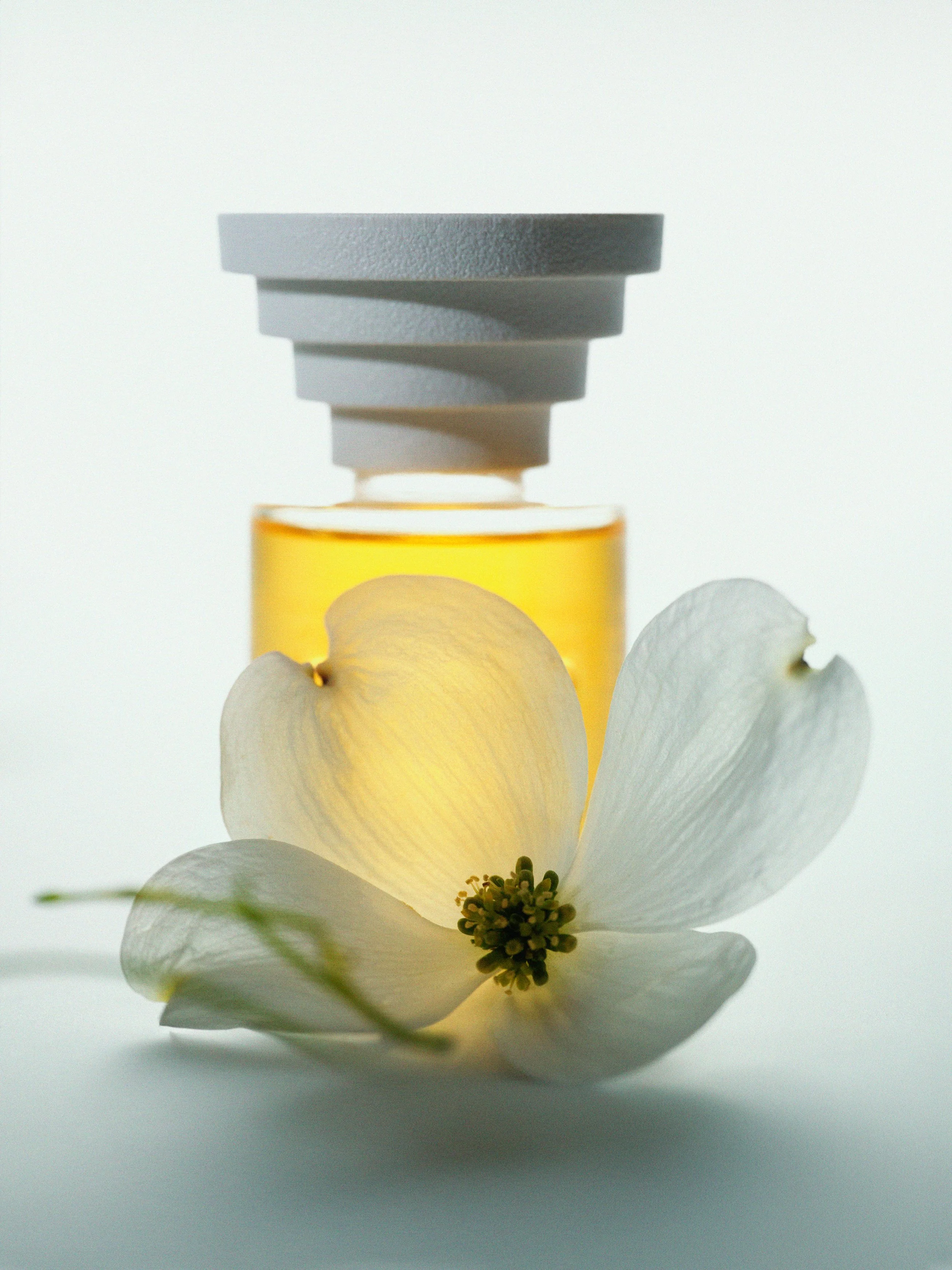 Dogwood flower oil copy.jpg
