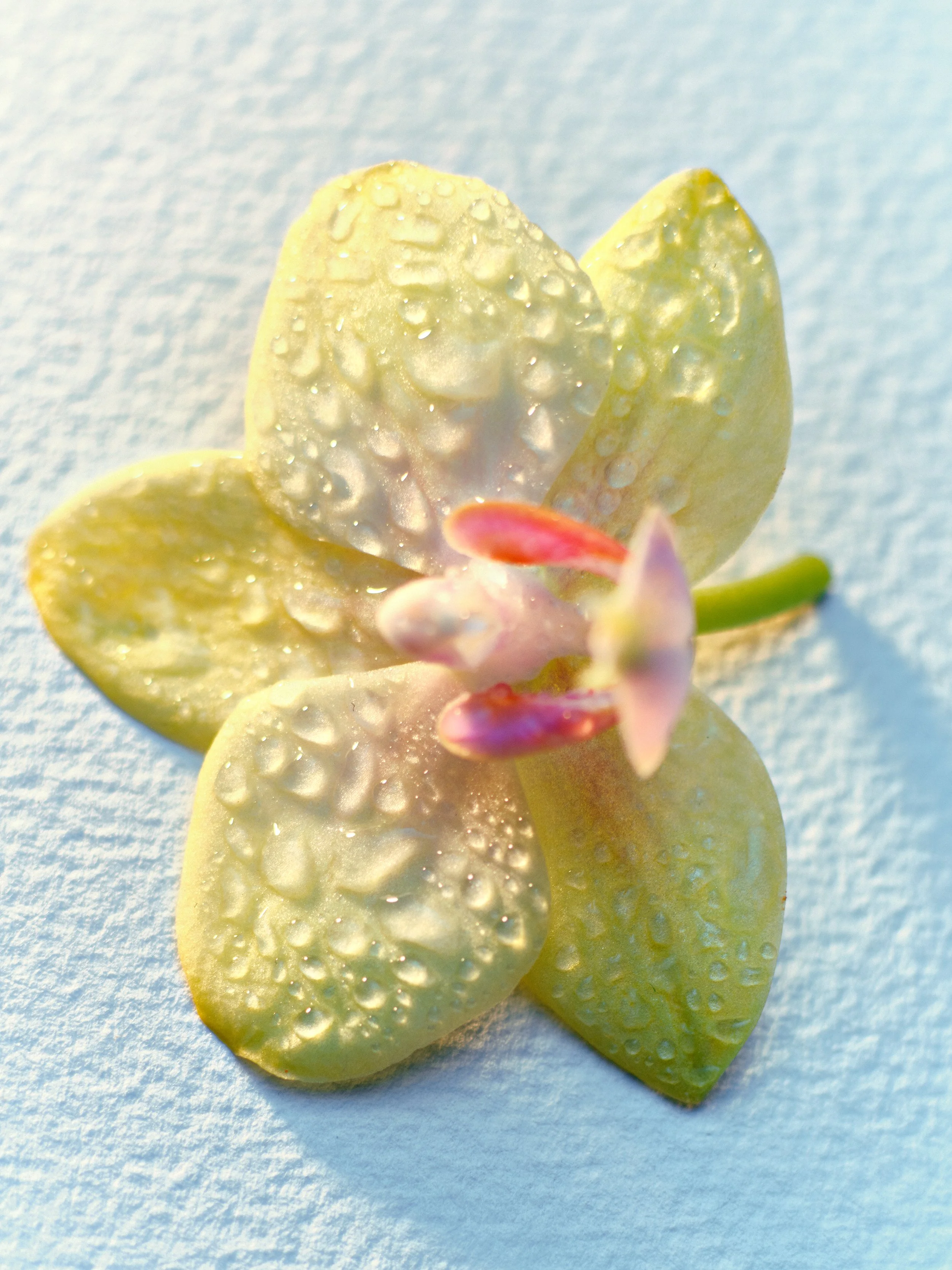 yellow orchid.jpg