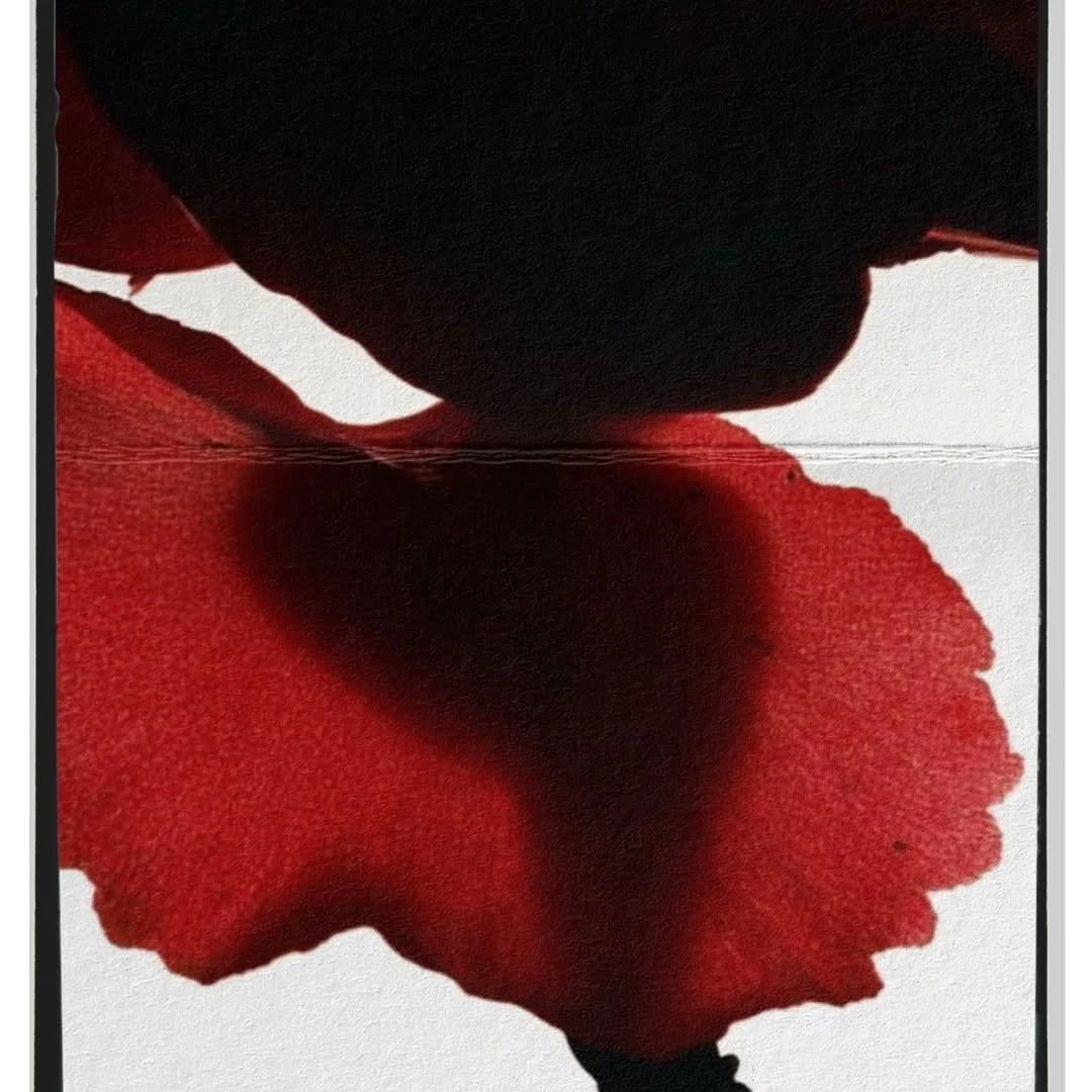 Petals on paper 🌹.jpg