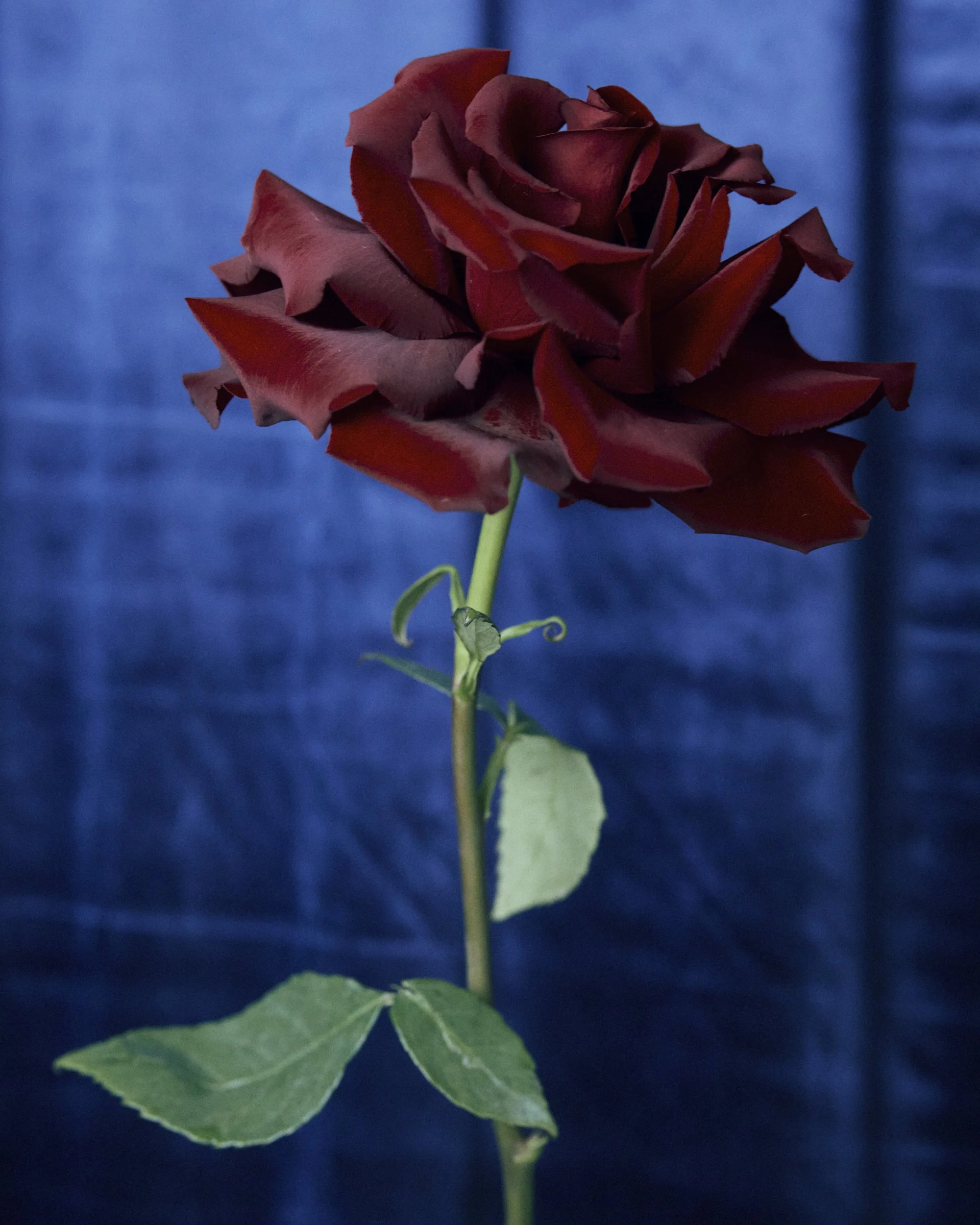 2026013_LA TULIPANA_ANITA GARCIA1339.jpg