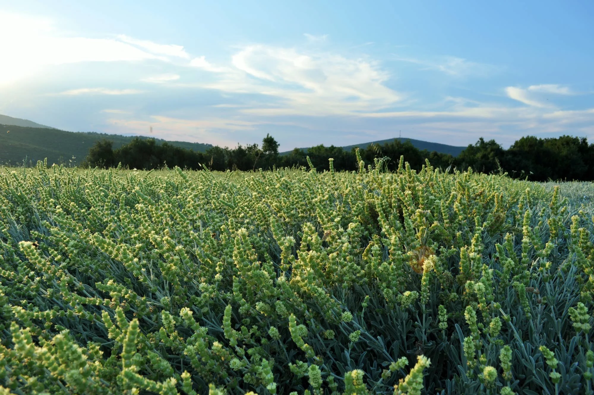 hellenic-farms-greek-mountain-tea-bouquet.jpg