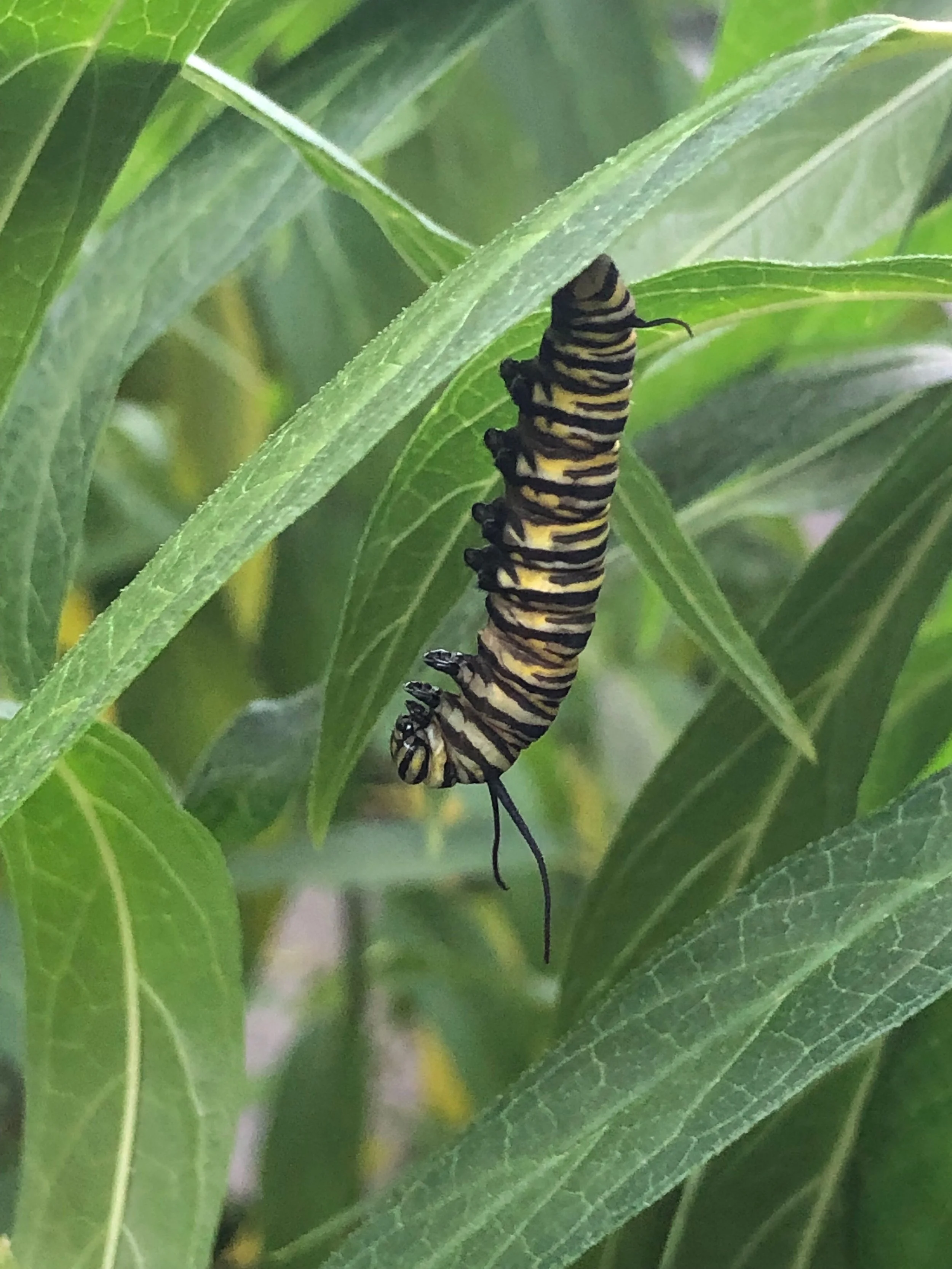 Revitalize Plimpton Playground