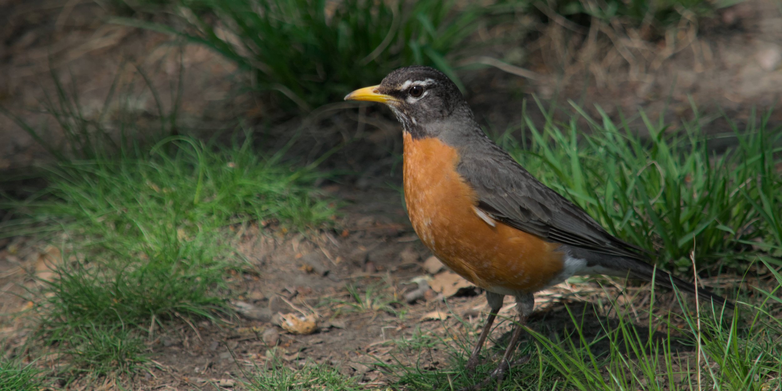 Birding at Soundview Park