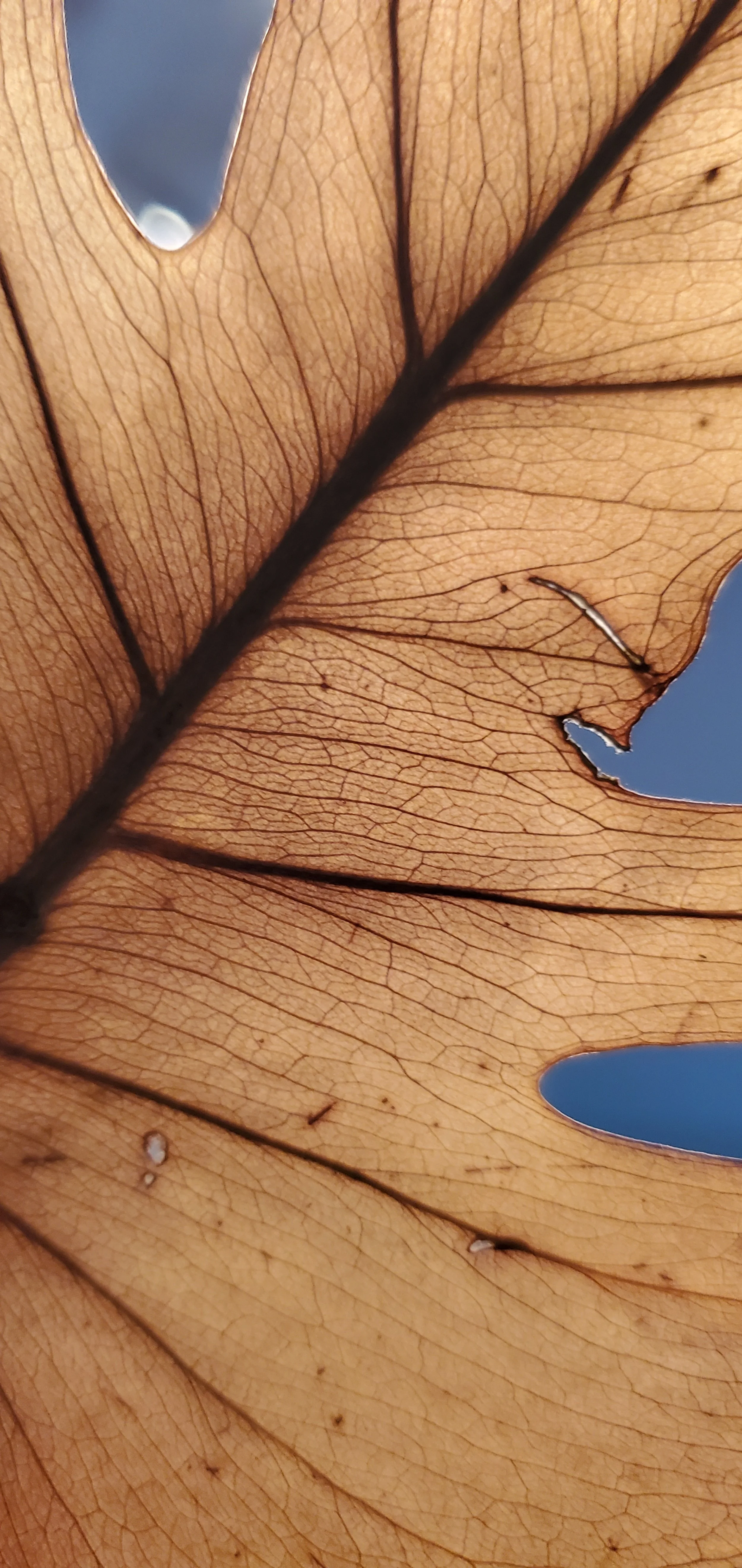 close up oof a brown dried leaf backlit to show the intricate veins of the leaf