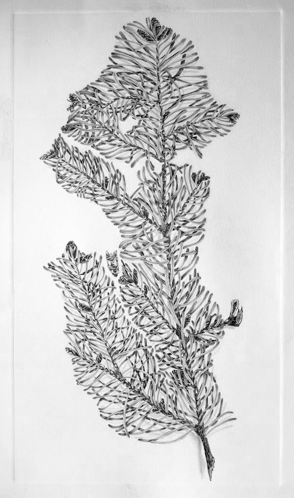 Douglas Fir: Seattle