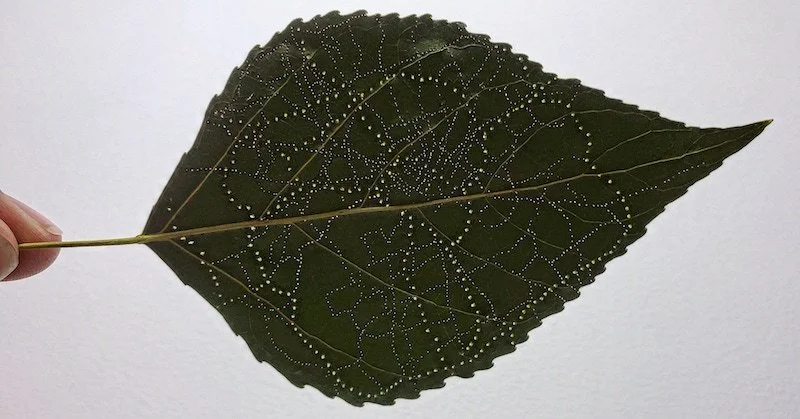 Small green leaf with pinholes forming a miniature map