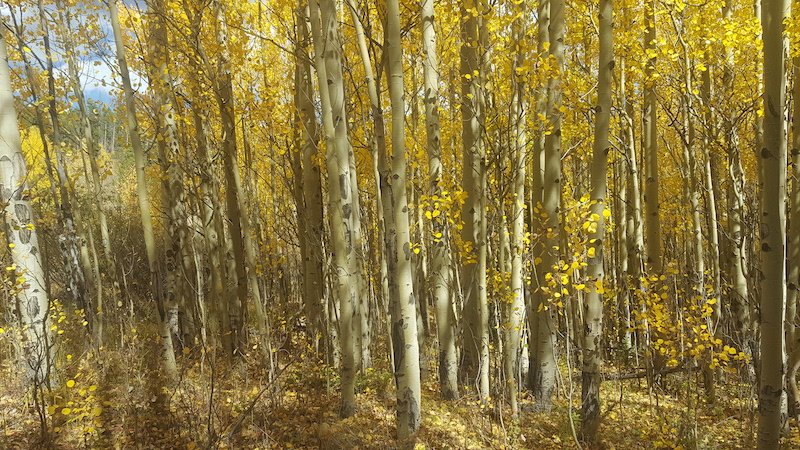 Aspen 2_lowres.jpeg