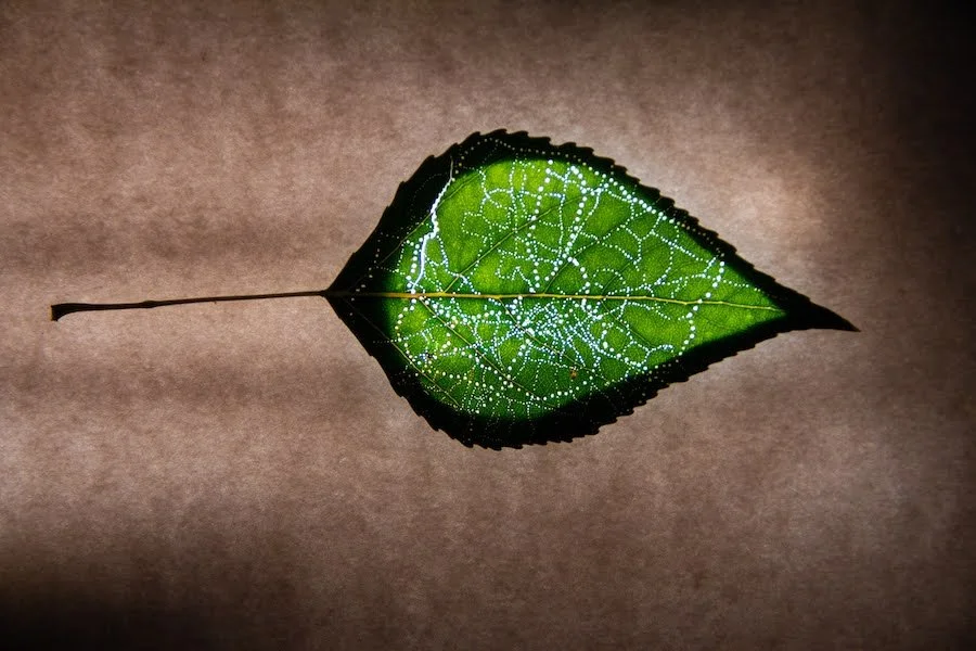 Small green leaf backlit showing small pinholes through the leaf forming a miniature map