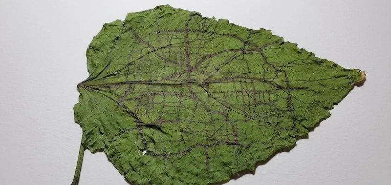 dried green leaf with a map etched in with brown walnut ink