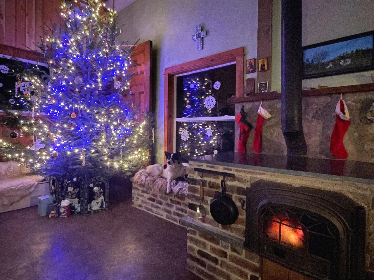 Hestia all a glow for the Holidays. Nugget enjoying the heated bench.