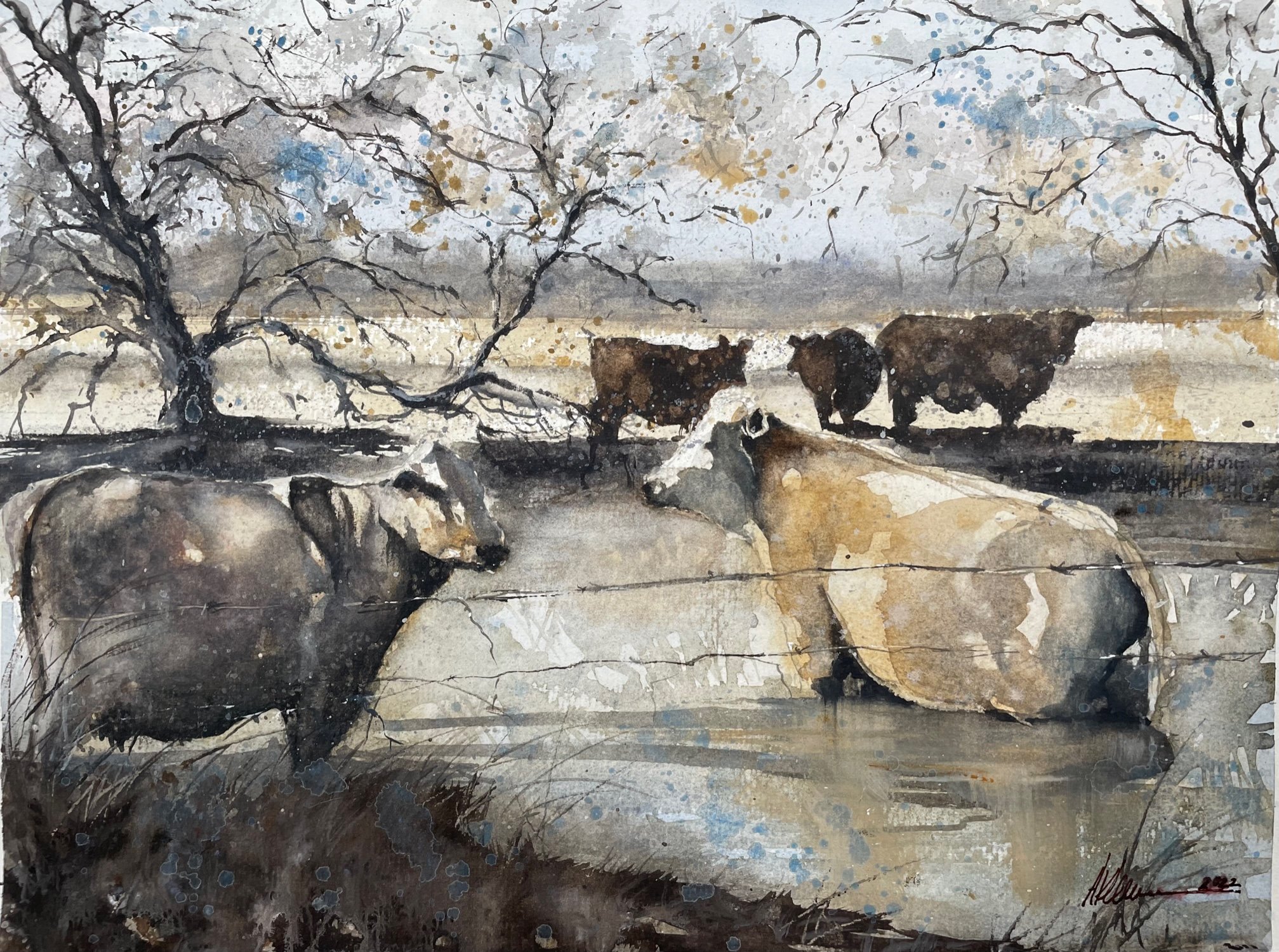 Cattle Series - Cool down in the pond.jpg