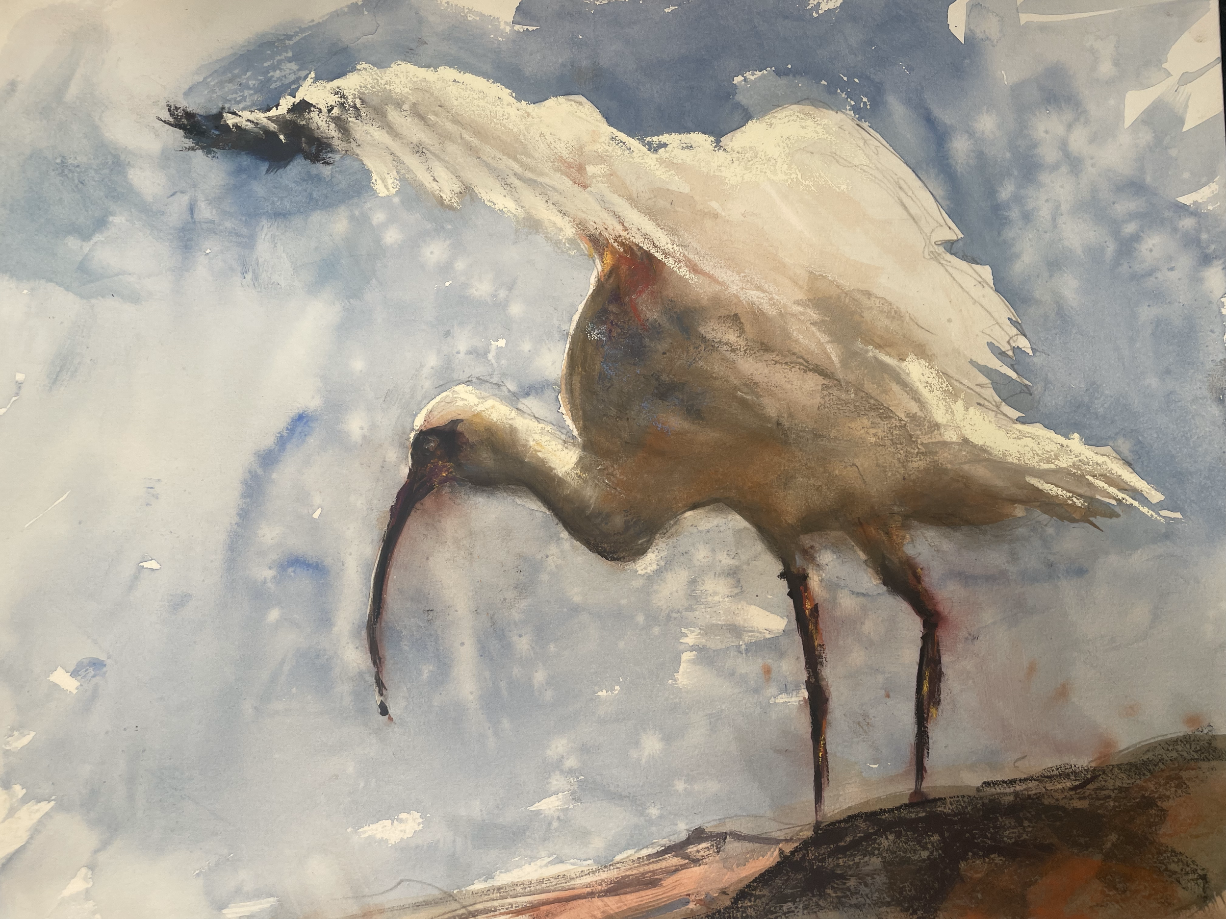 IBIS Pastel .png