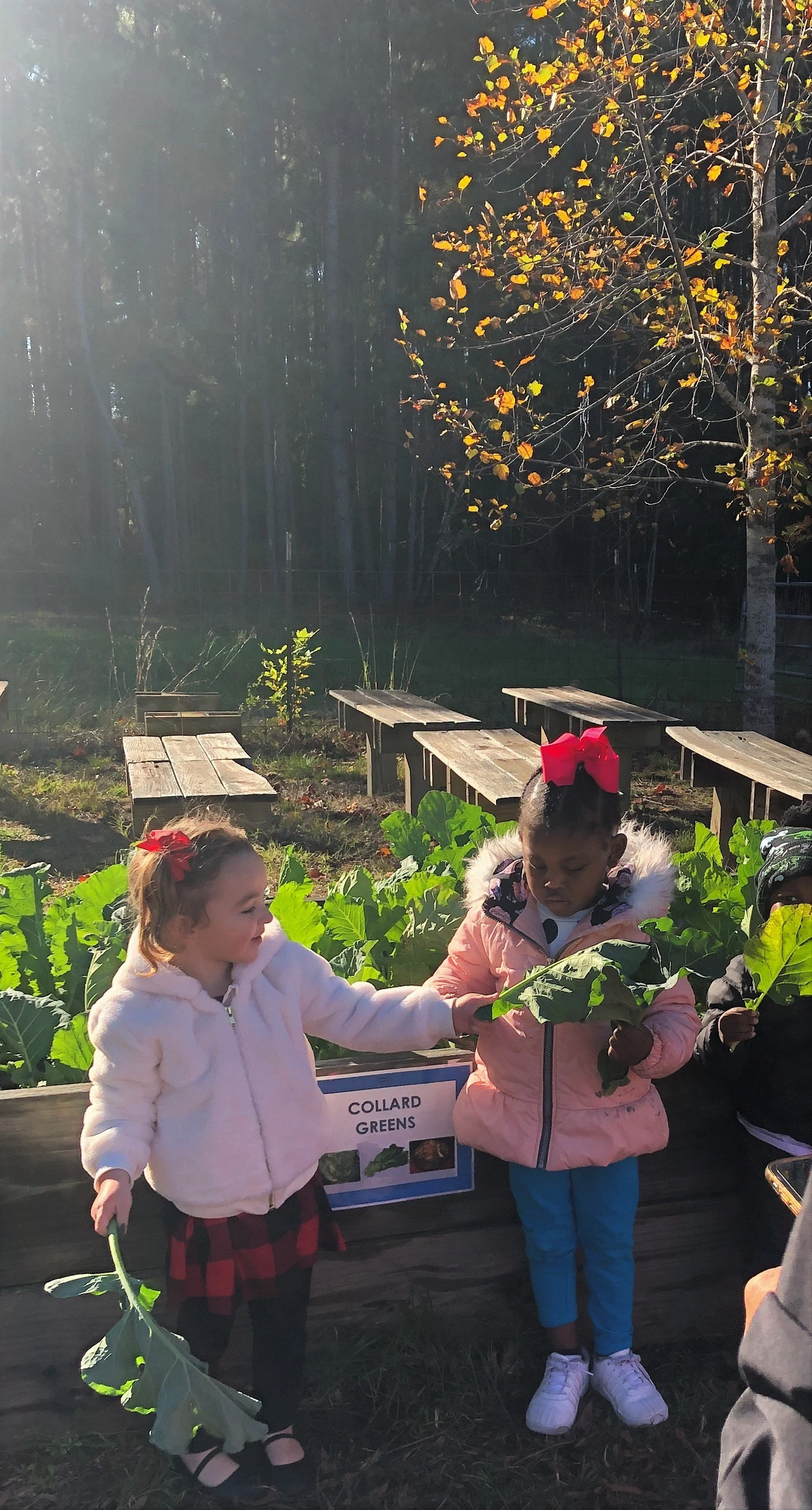 Farm to School Innovation Mini Grant — Georgia Organics Farm to School