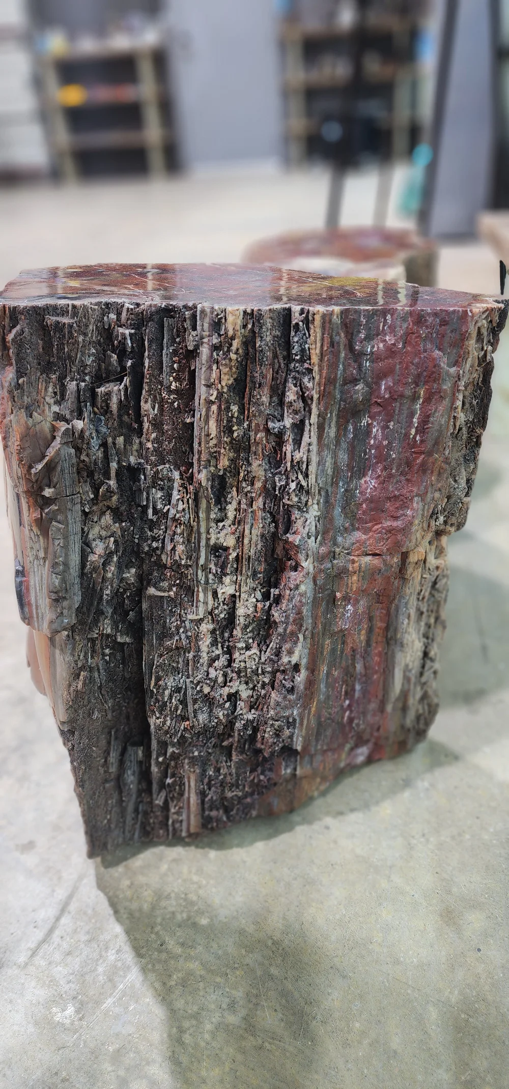 Arizona Rainbow Petrified wood log — Digging Danes Mining Company