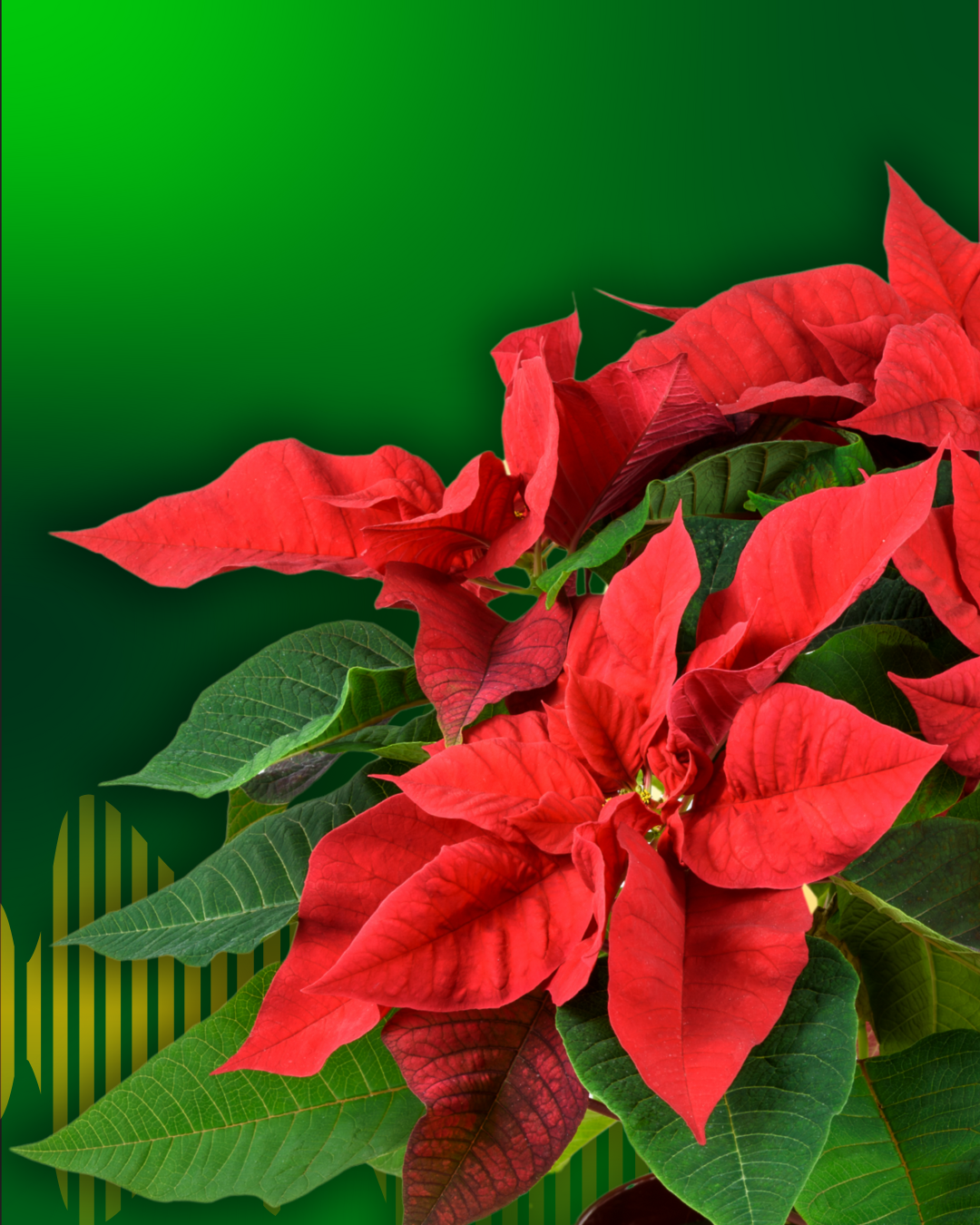 Poinsettia Pops
