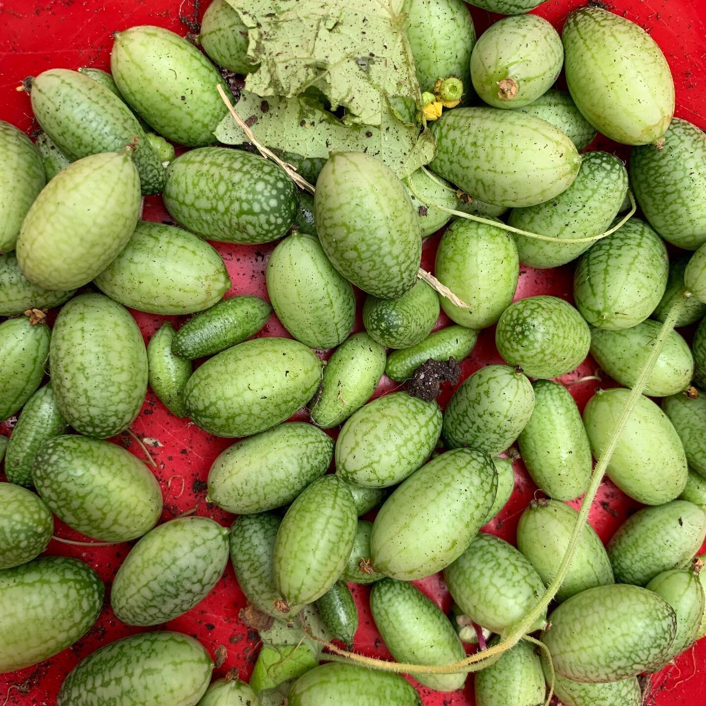 #cucamelon #harvest #heirloomseeds