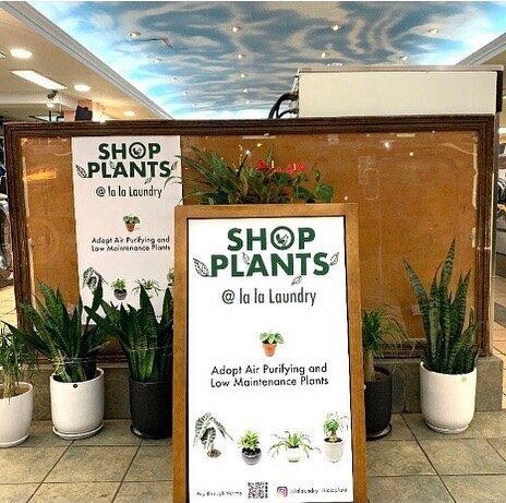 Recently we discovered an eco-friendly laundromat in East Village, La La Laundry! On top of washing and drying your clothes, you can also buy low maintenance plants! 

Drop other eco friendly laundromats 👇

#lalalaundry #eastvillage #nyc #idm