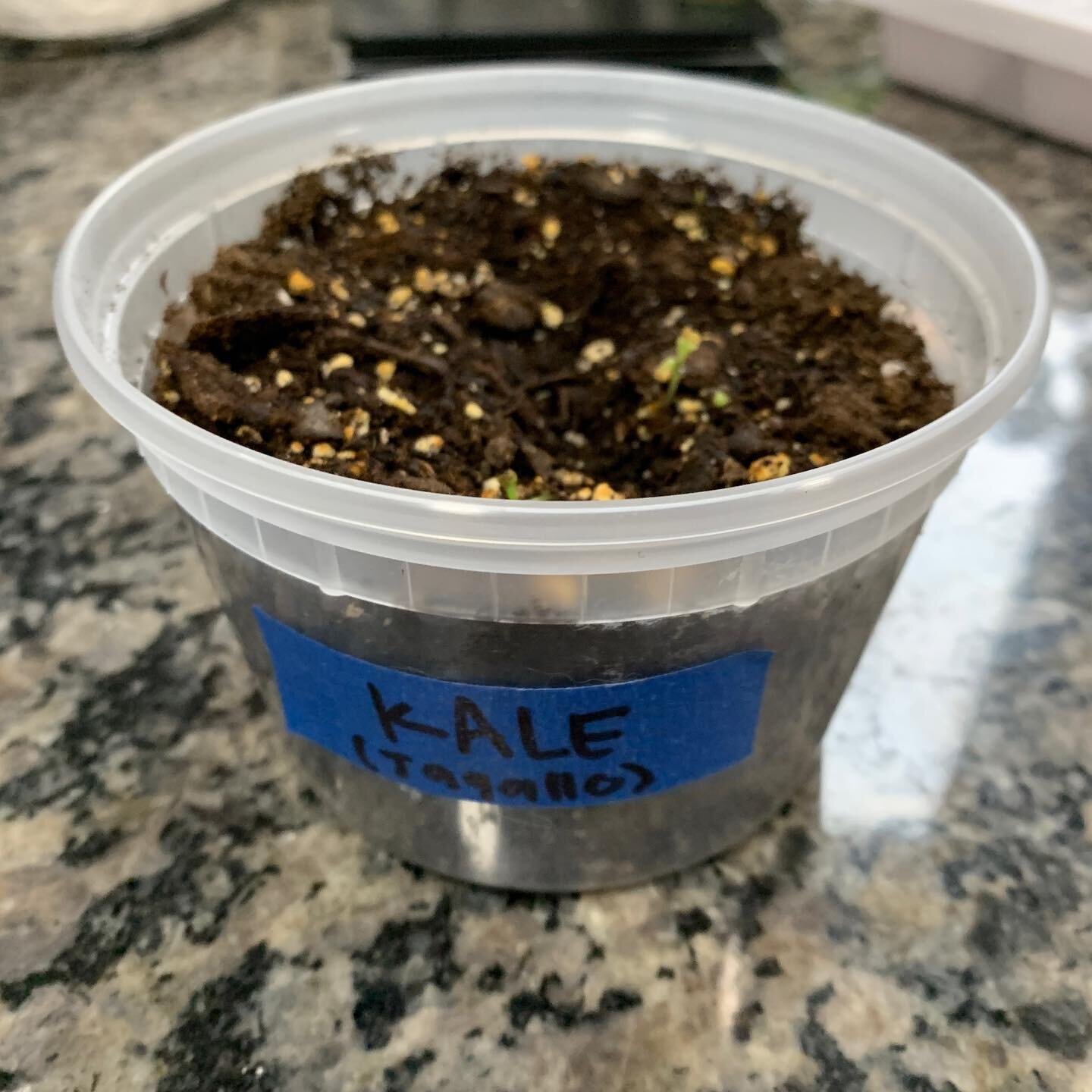 This semester we started growing new plants - among those were kale planted by @clara_luce! They grow so fast 🥺

#nyu #idmgrow #kale