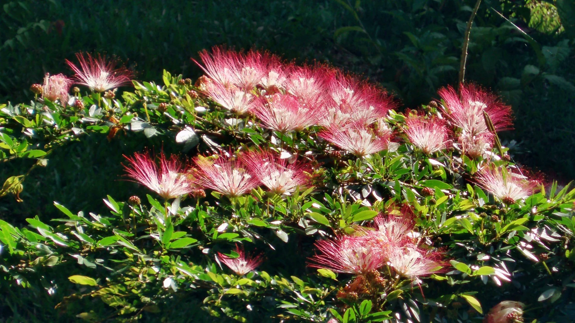 10-Day Online Bobinsana Dieta