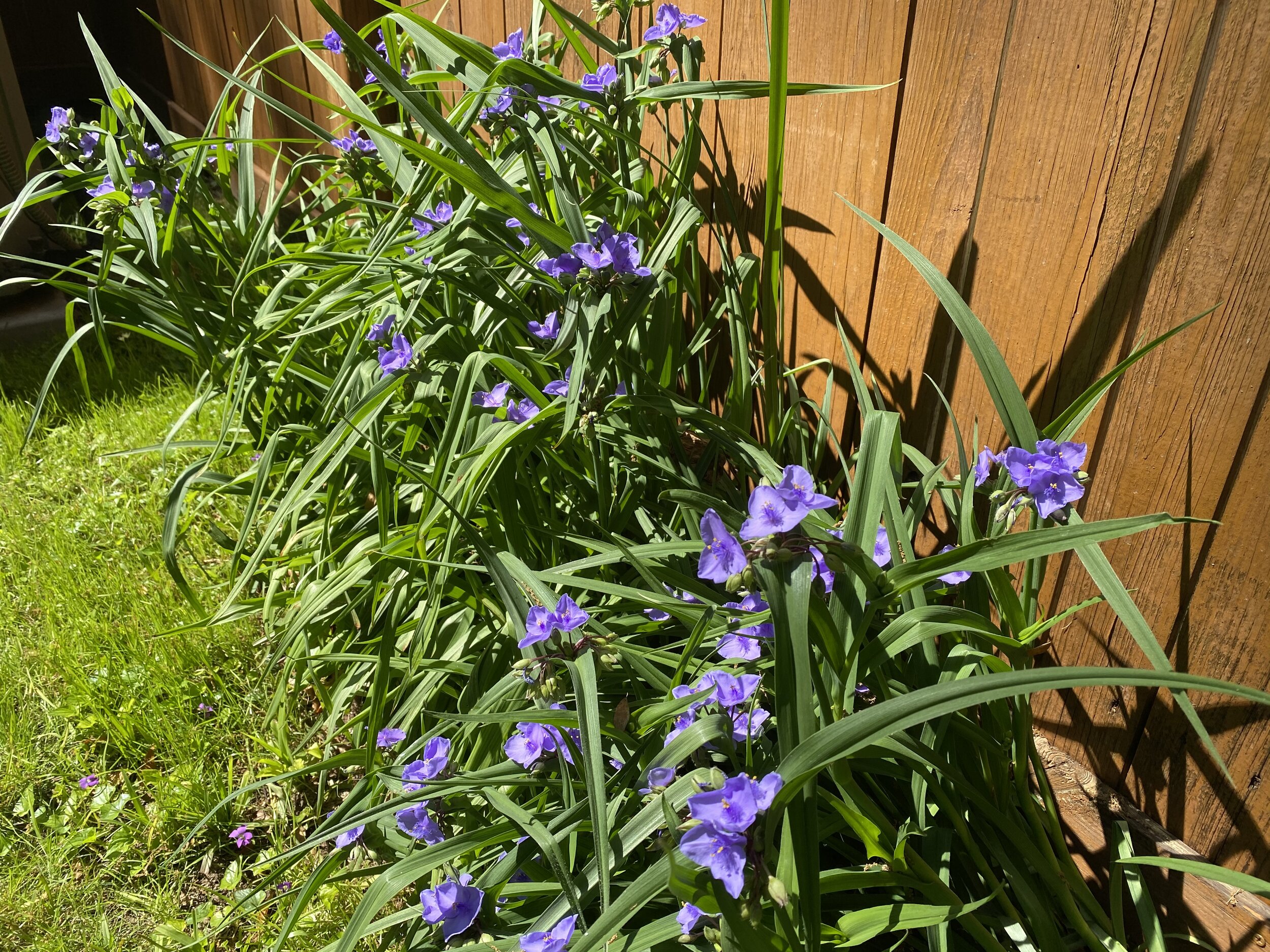 IMG_0772.jpeg