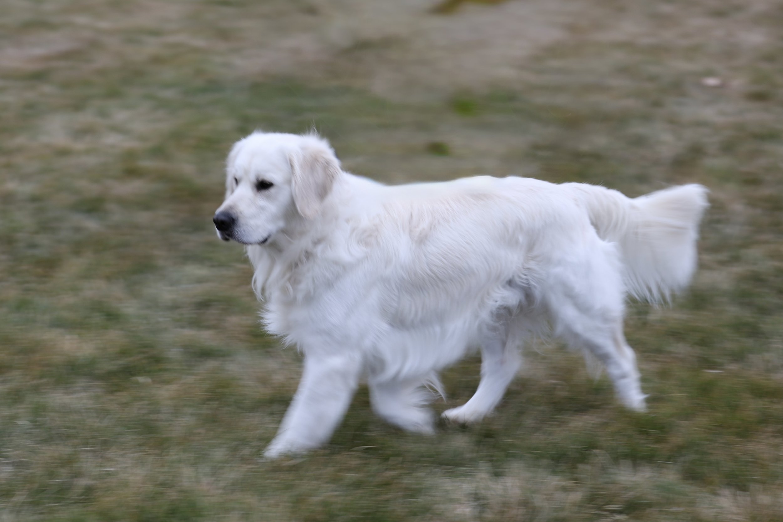 Louie