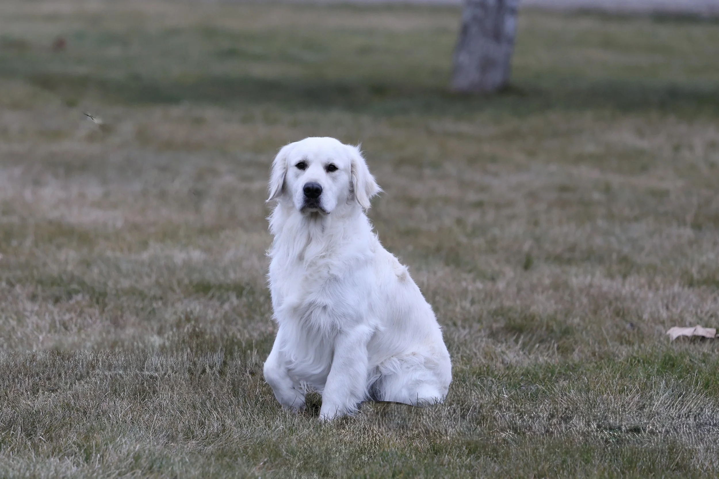 Louie