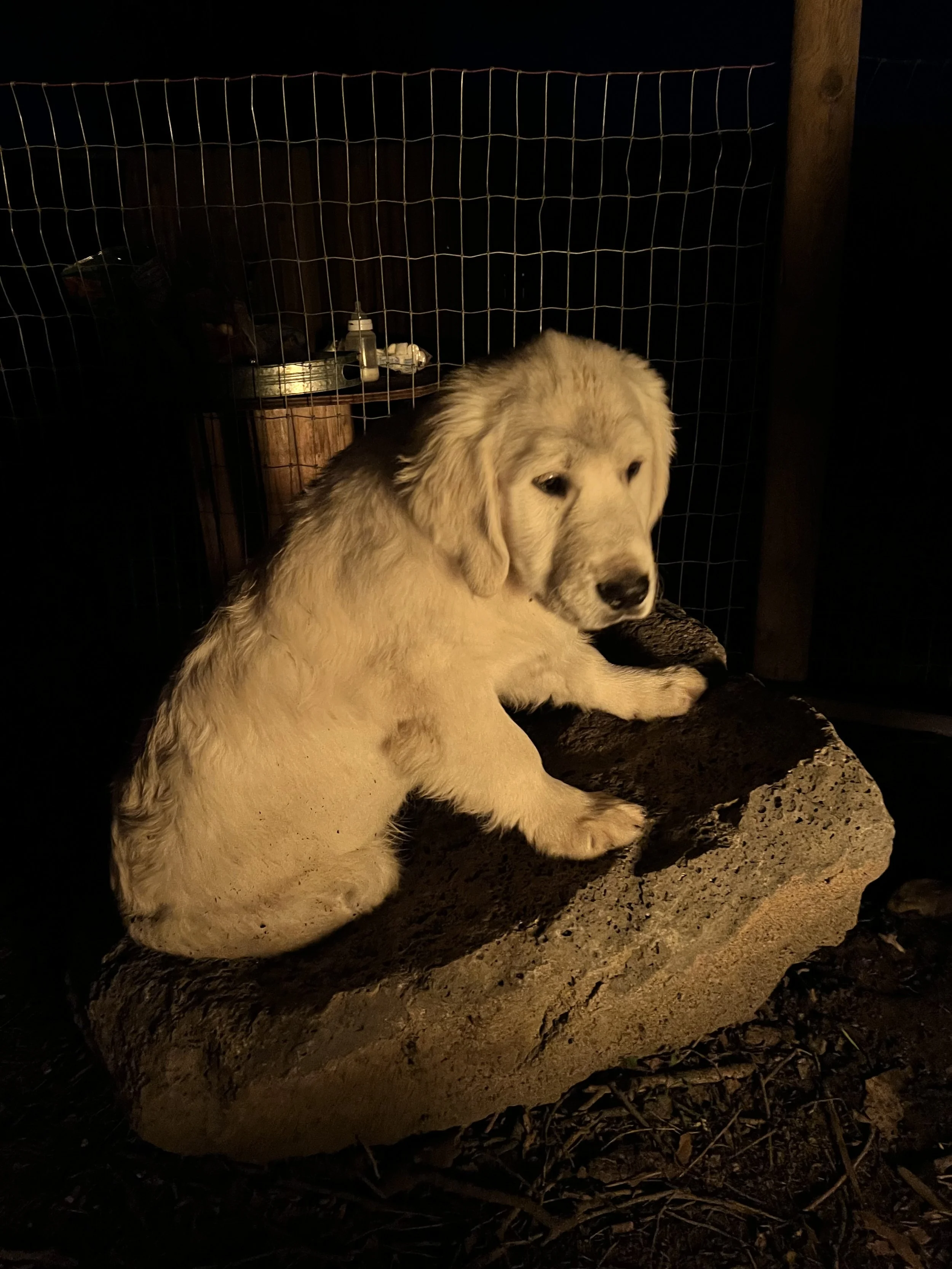 Louie