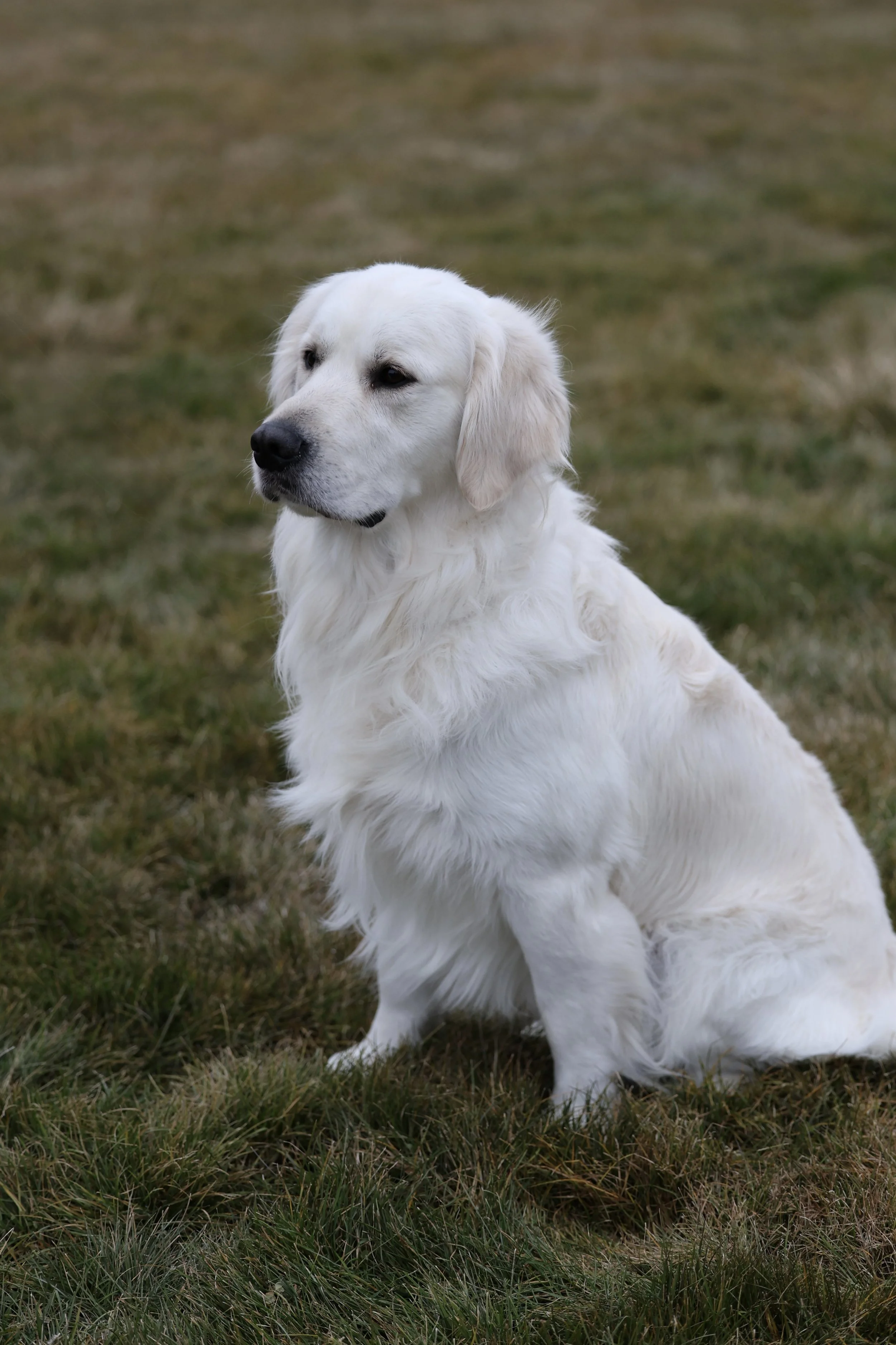 Louie