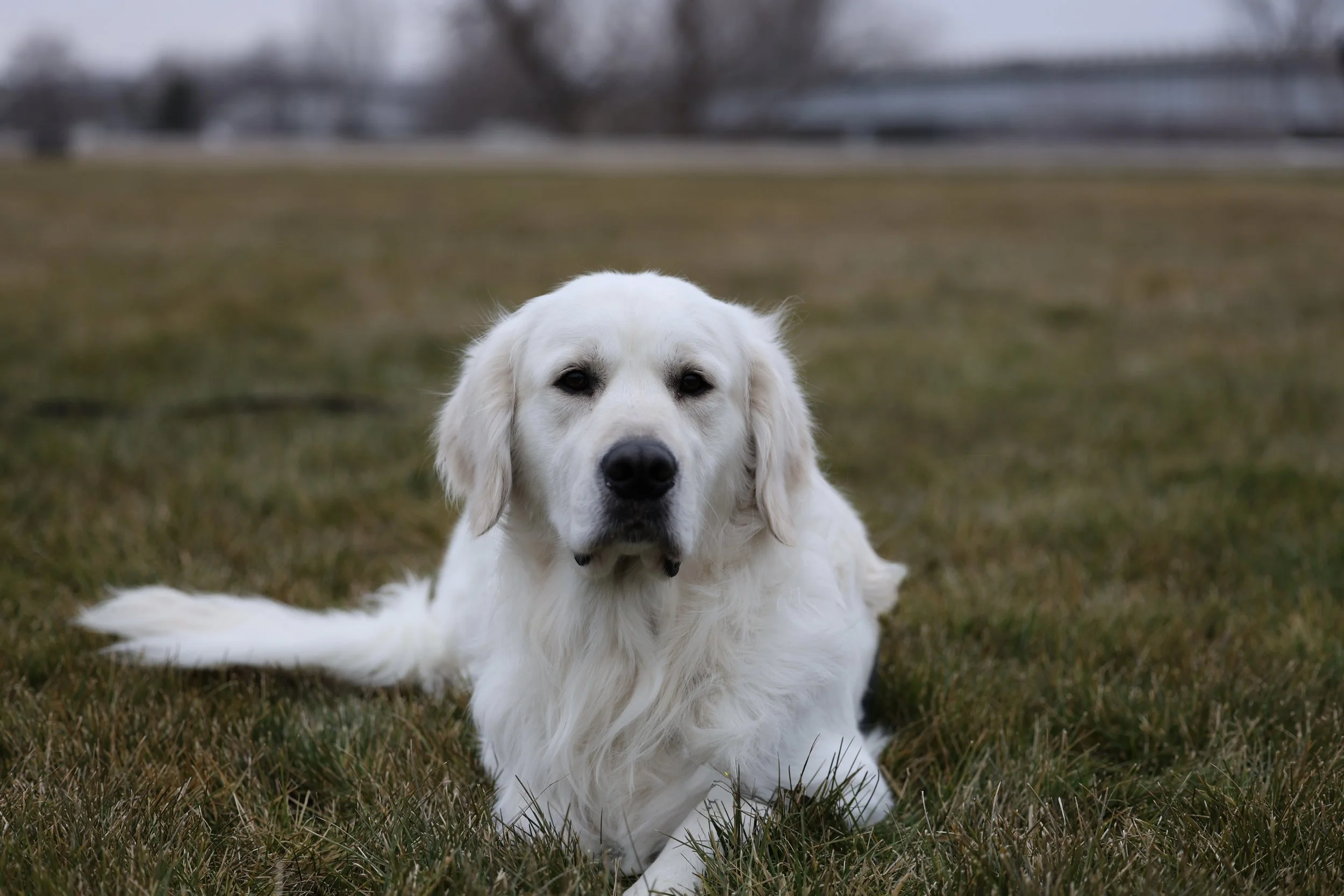 Louie