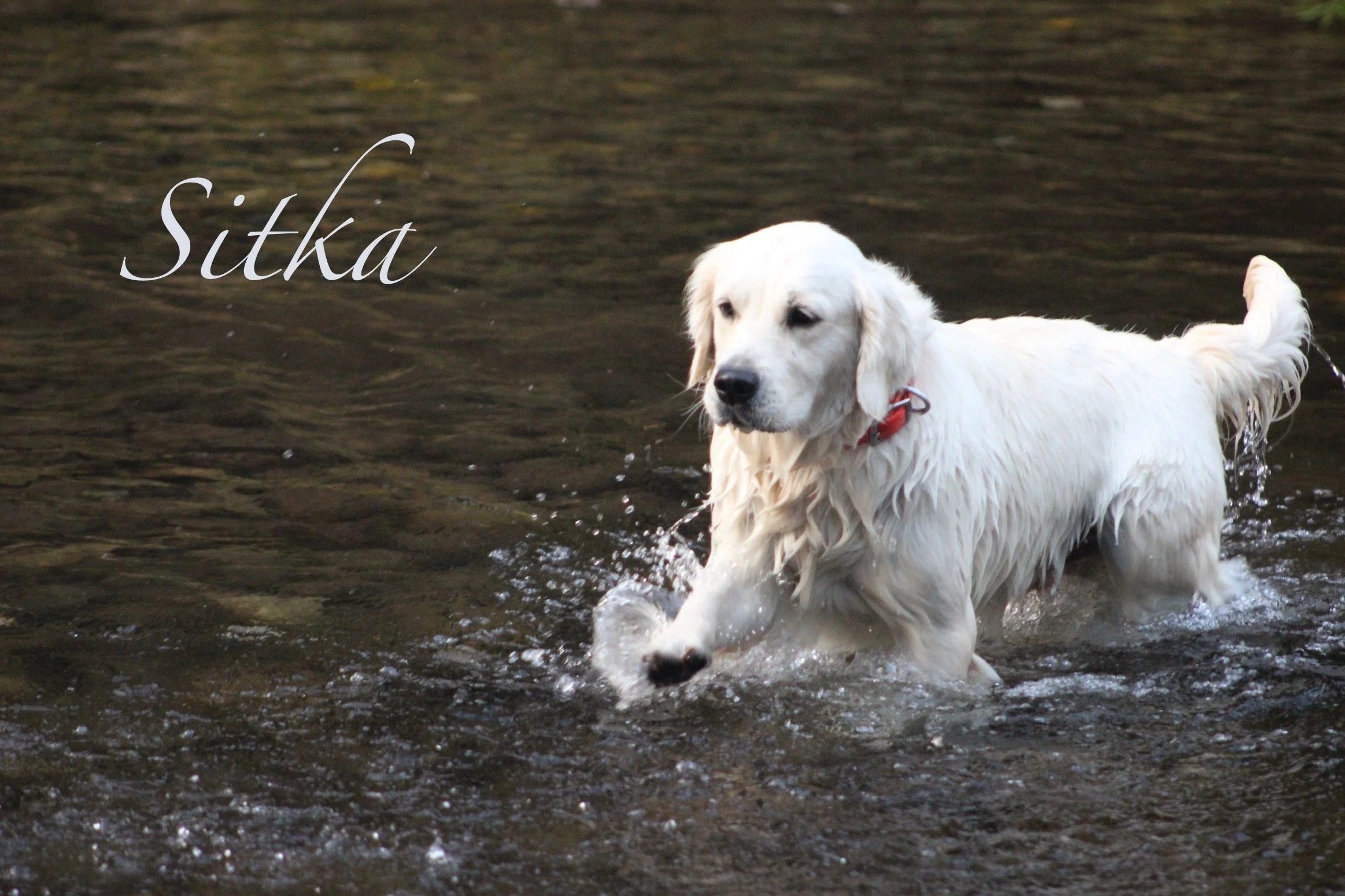 Sitka