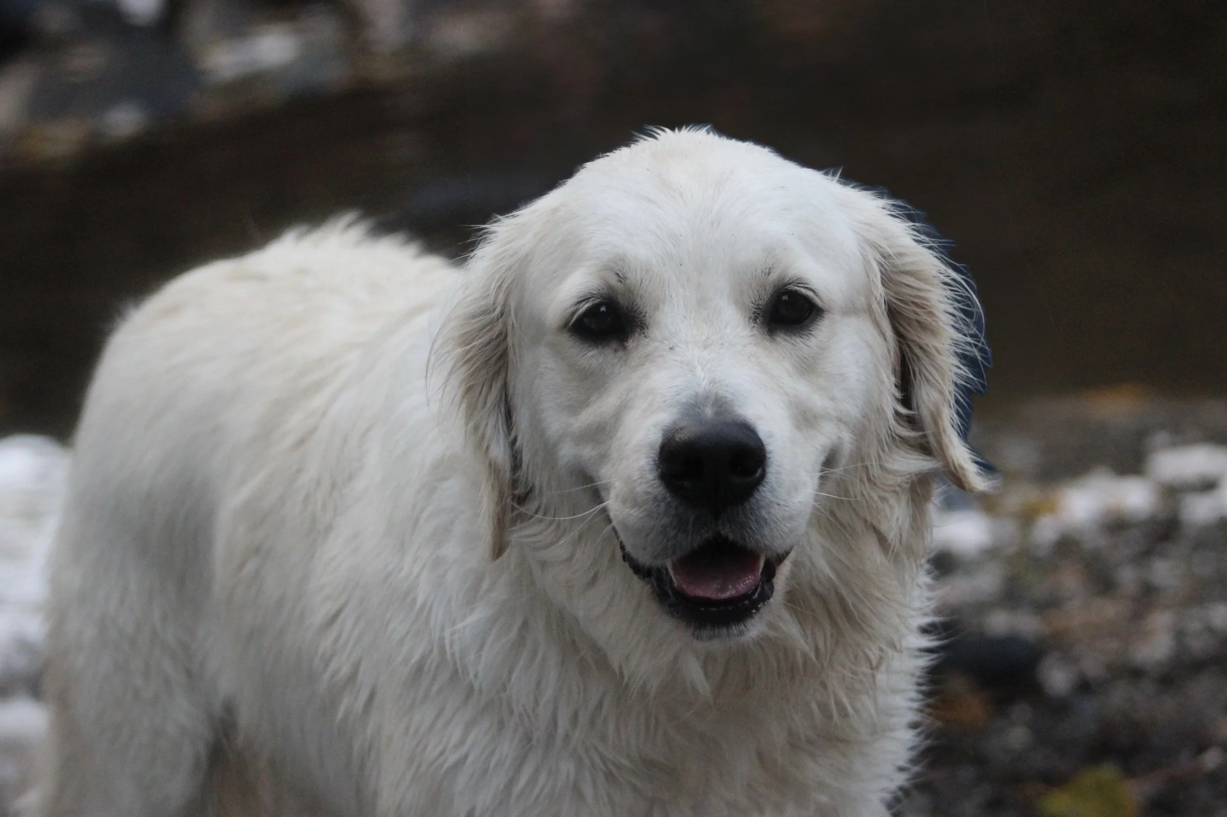 Sitka