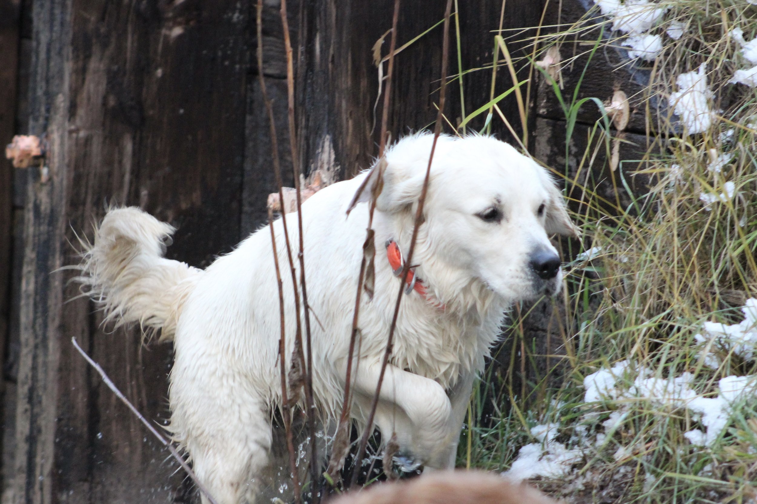 Sitka