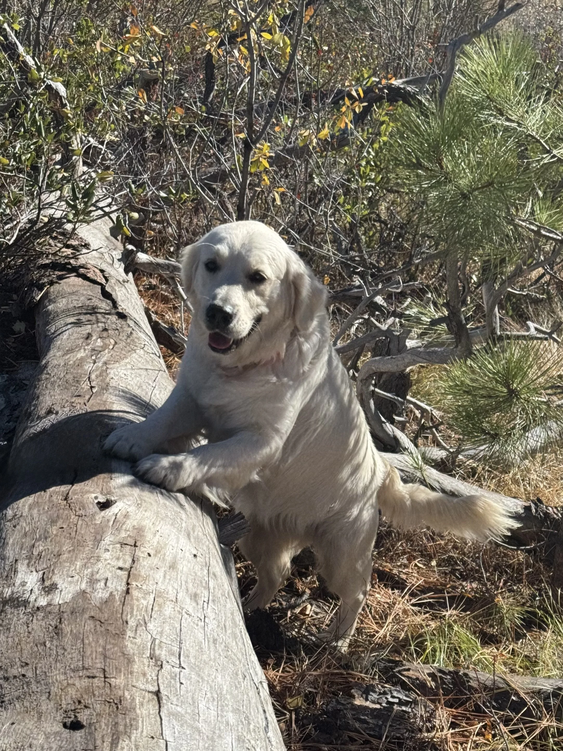 Sitka