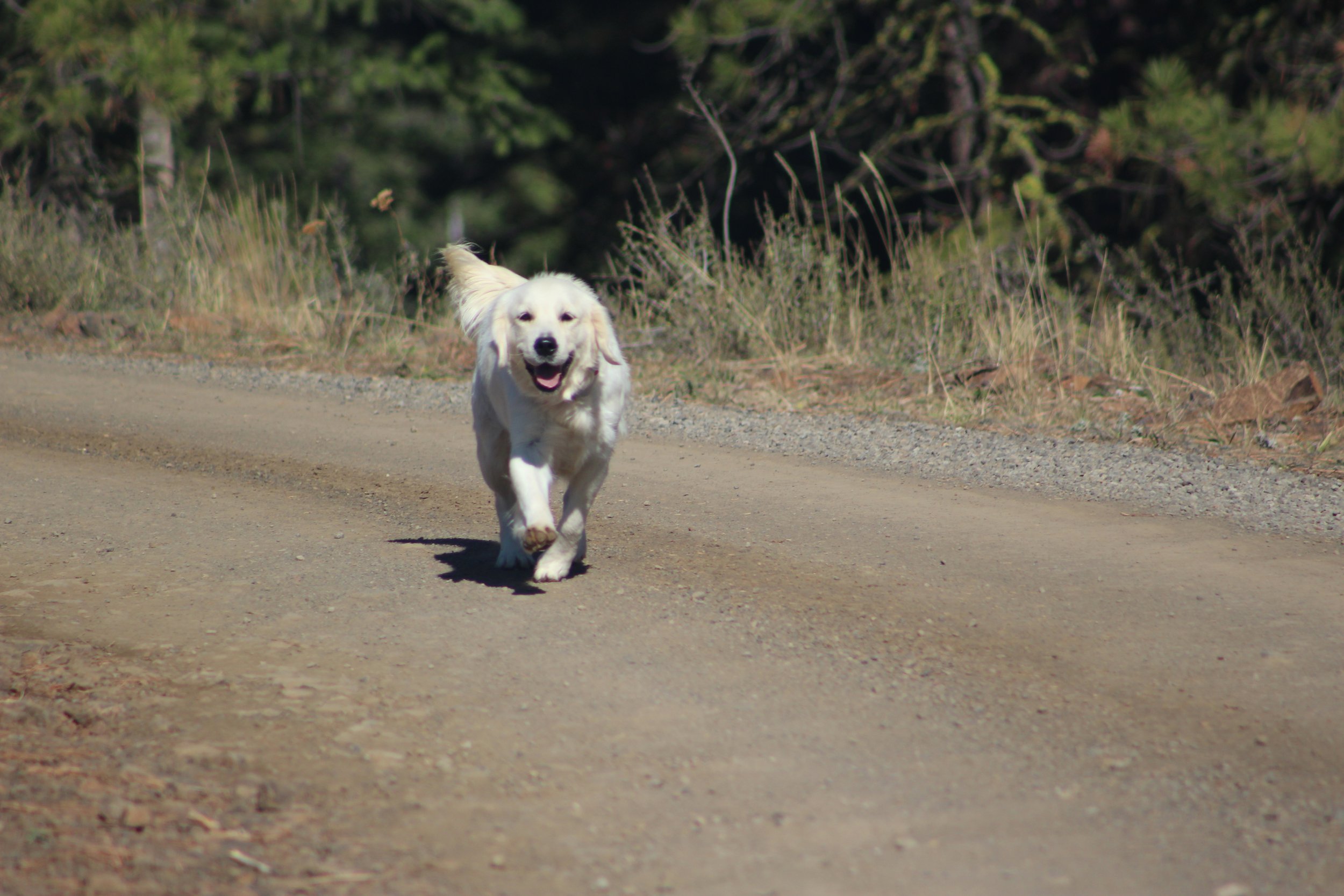 Sitka
