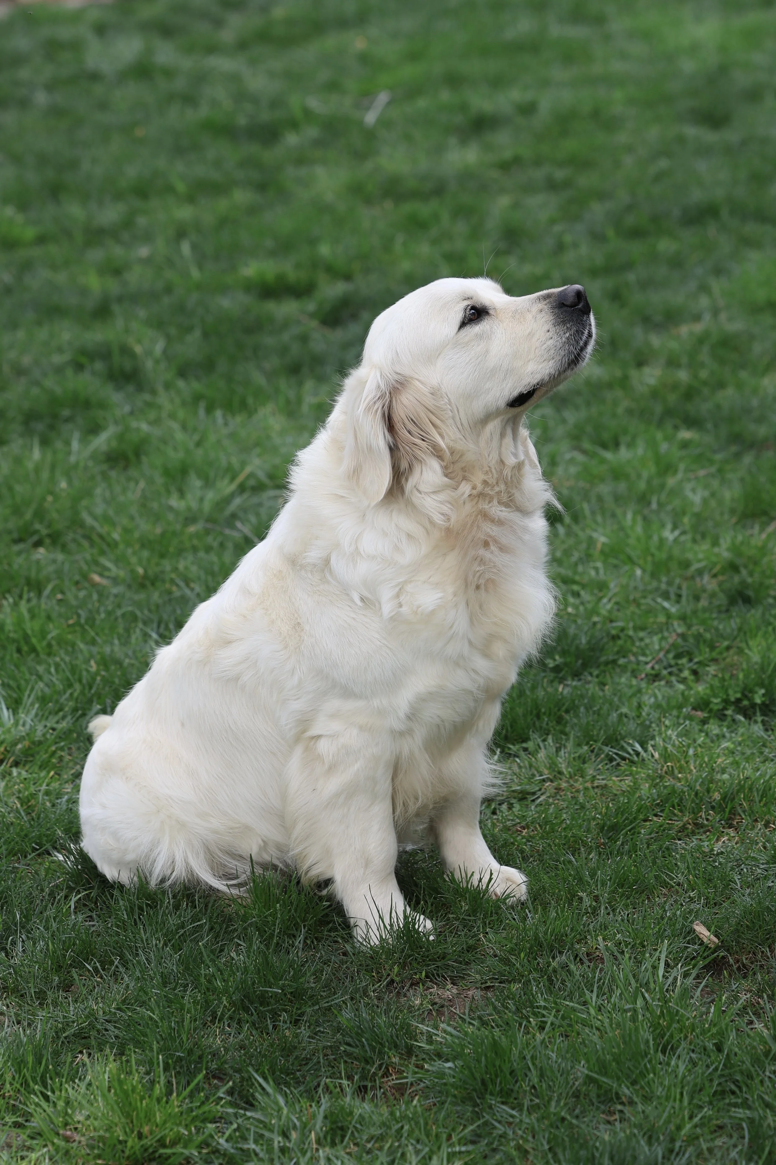 Sitka