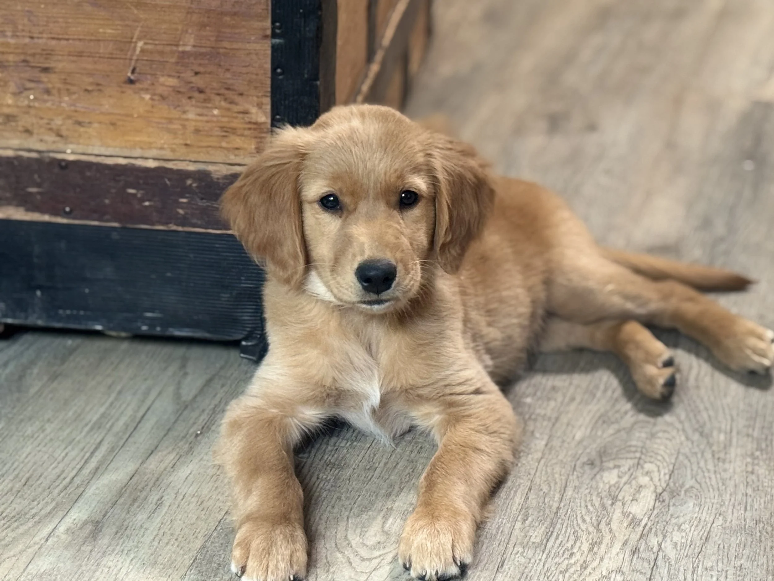 Golden Retriever Puppy