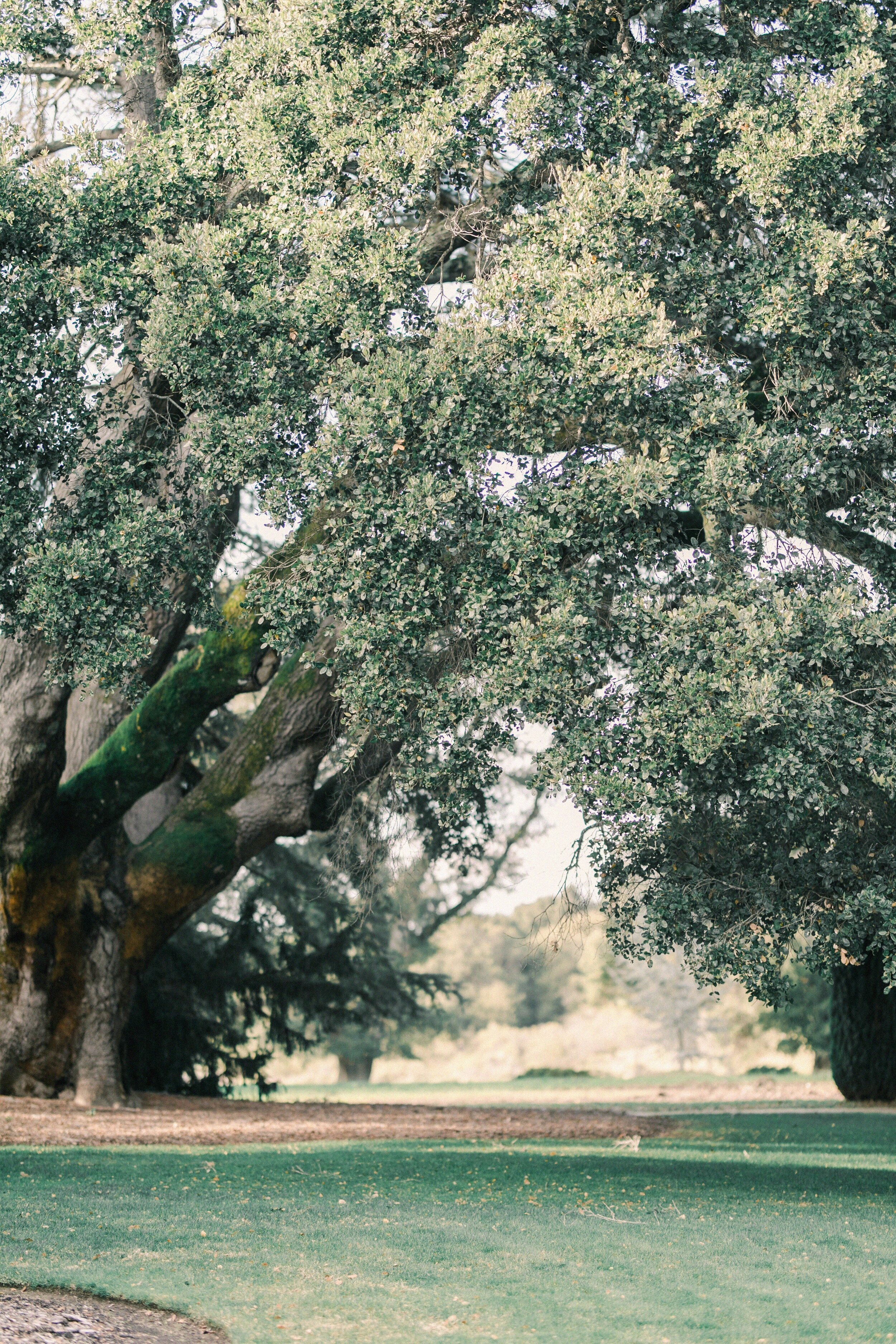 Lindeng Photography. Seattle, San Francisco Fine Art Wedding Photographer