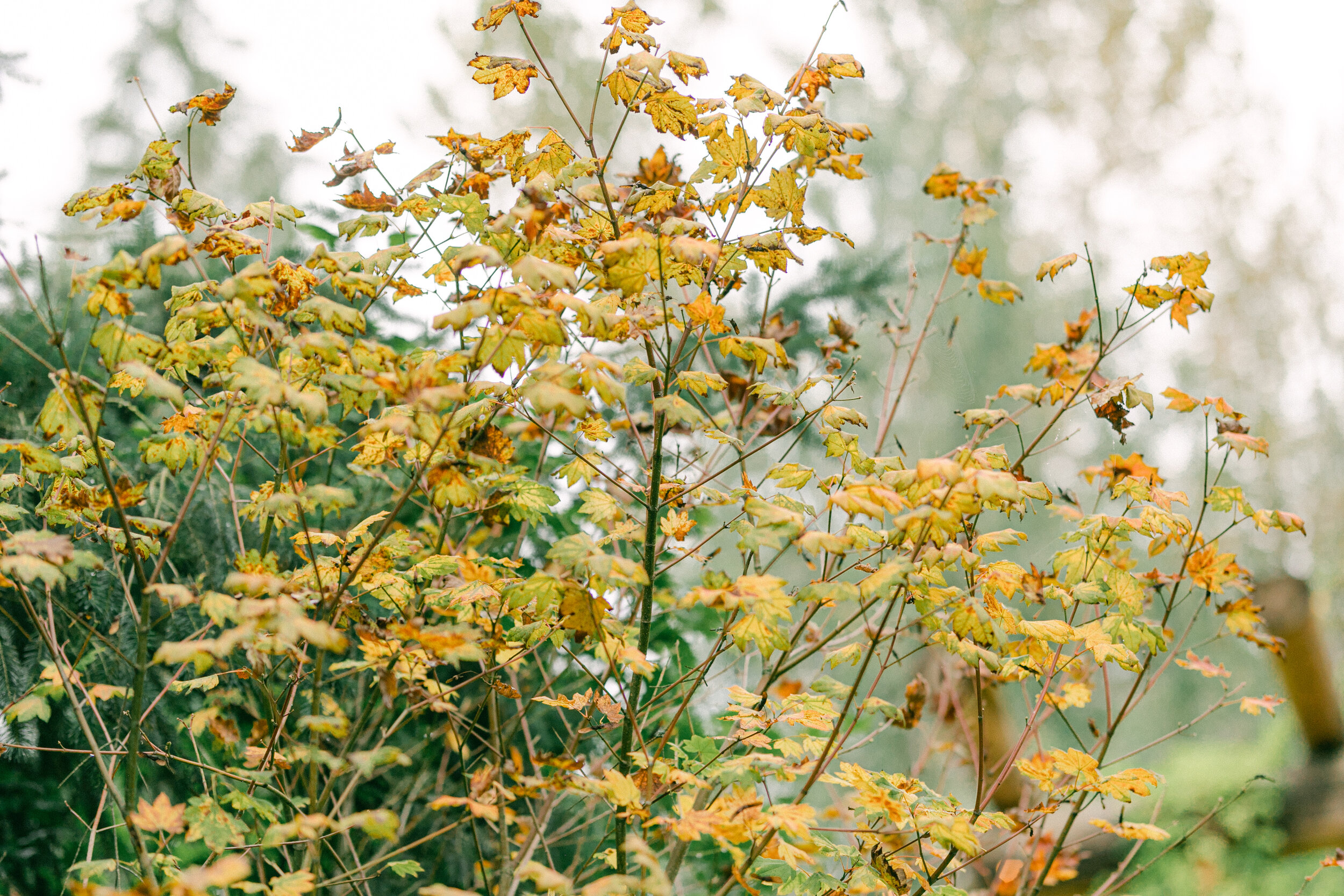 Lindeng Photography. Seattle wedding photographer