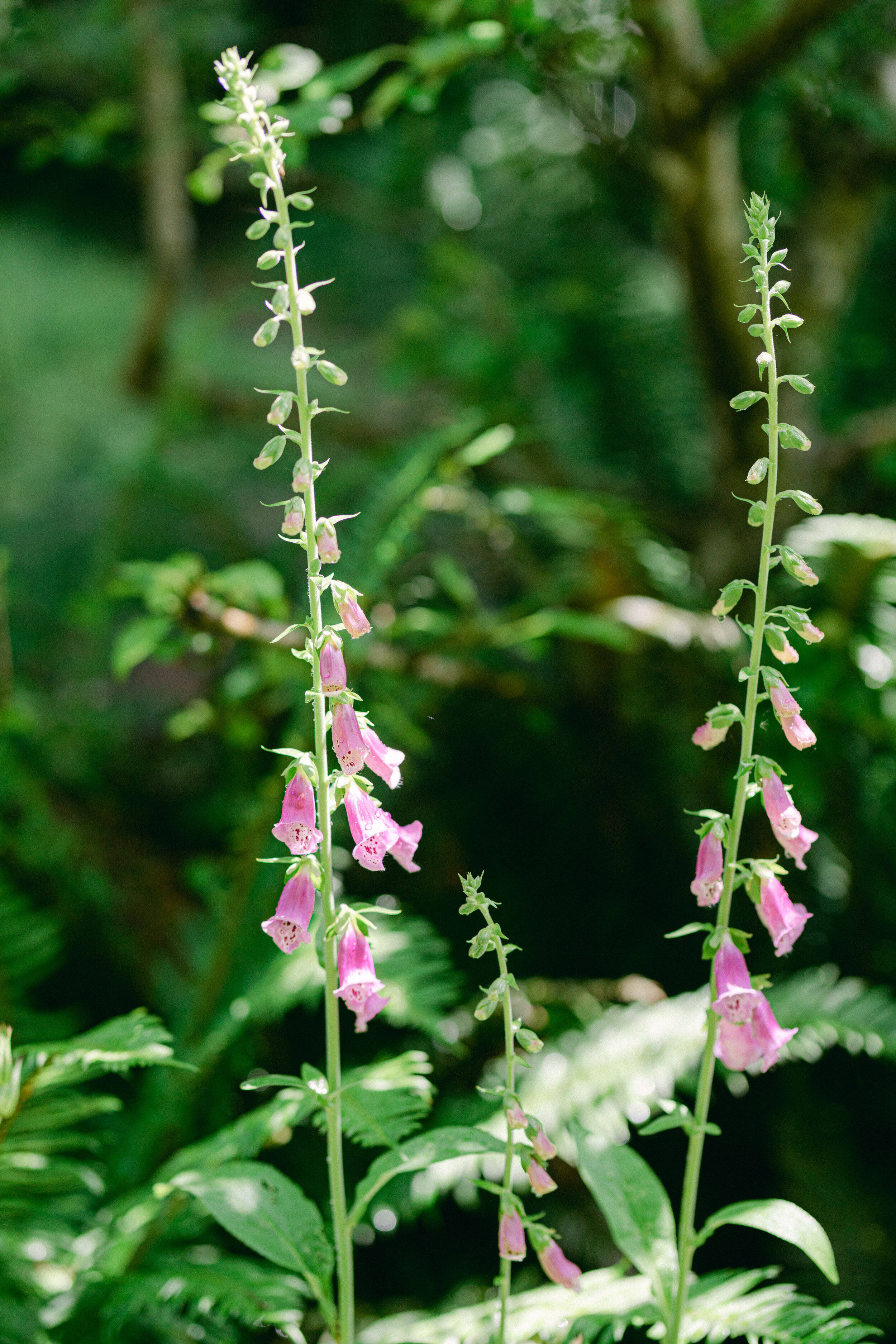 LindengPhotography-Seattle Wedding Photographer-2.jpg