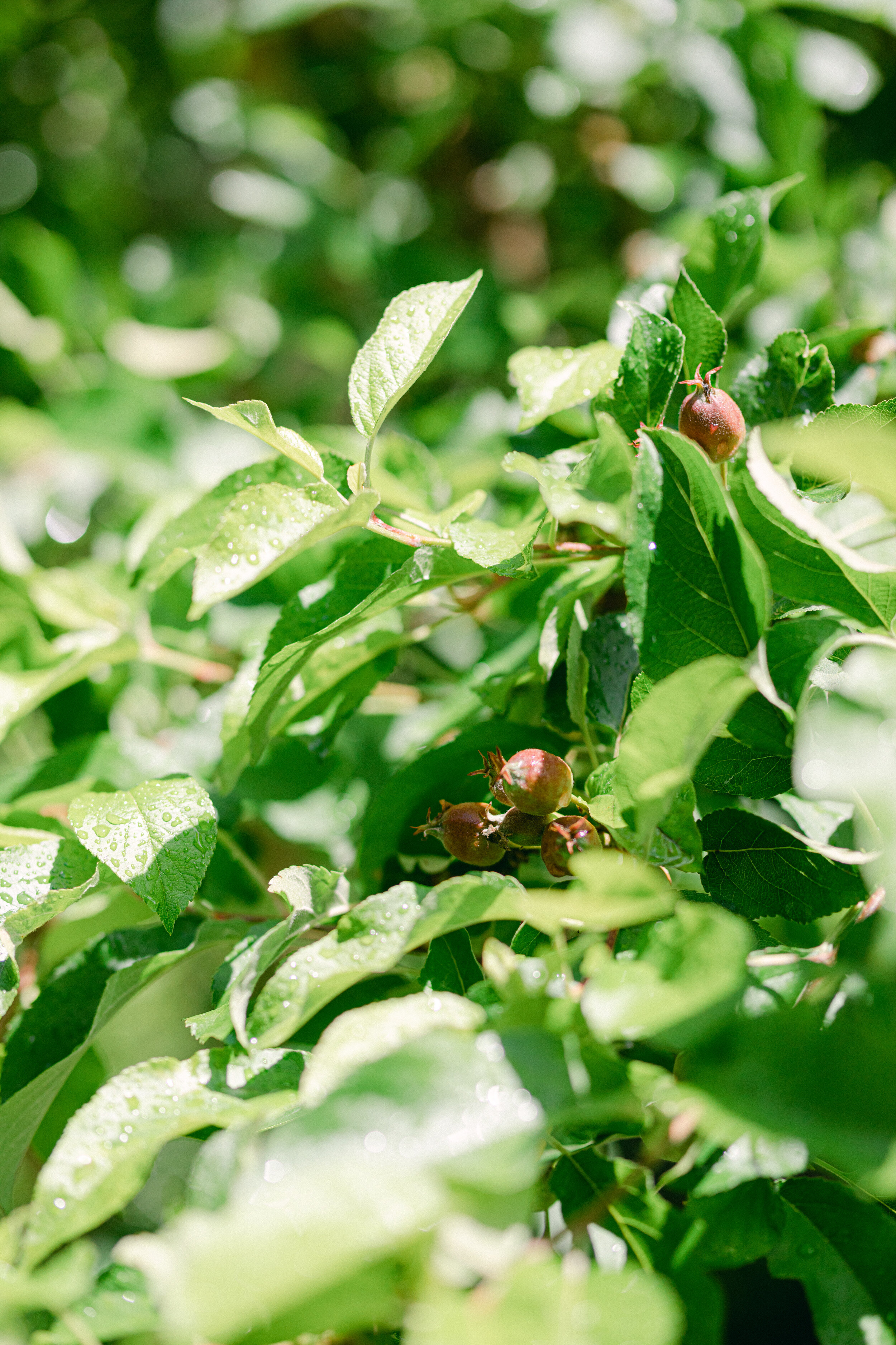 LindengPhotography-Seattle Wedding Photographer-4.jpg