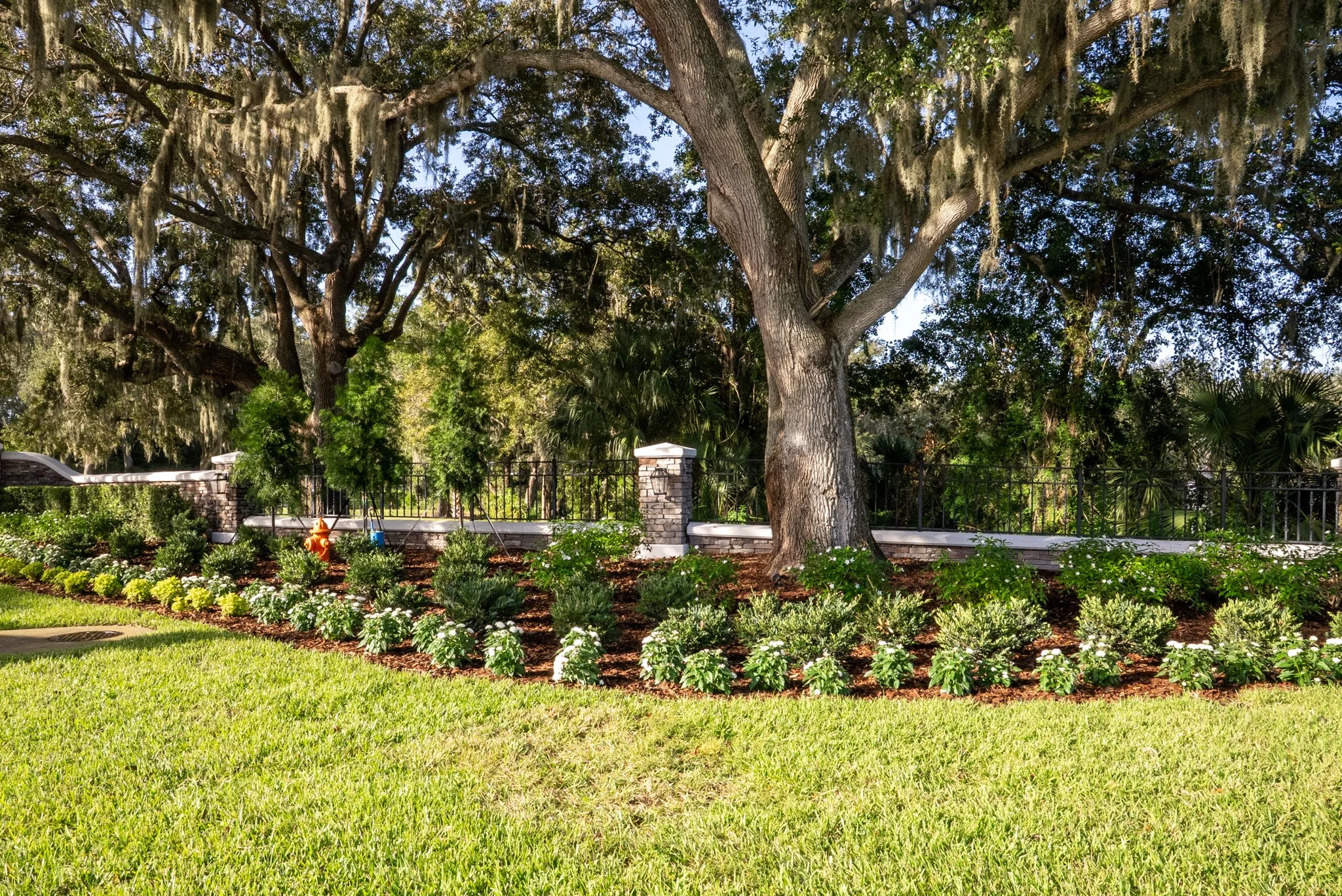 Large tree with landscaping in front and wall behind