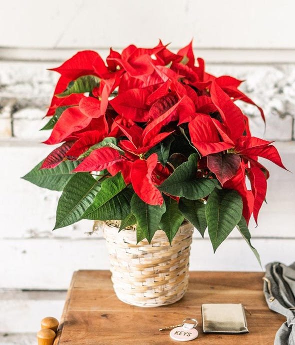 Poinsettia Plant