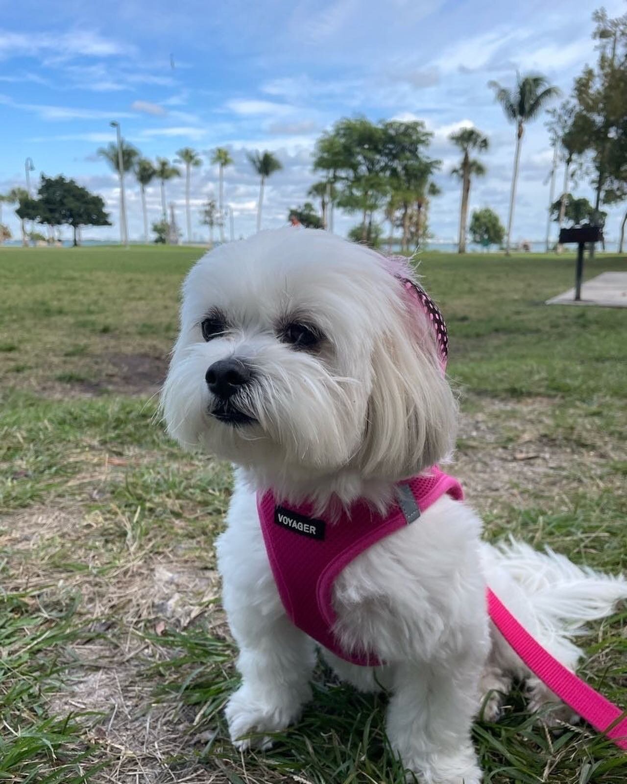 Happy Tuesday ☀️ Out in the streets or playing on the green, the PAWS are always PERFECT 🐾 🐶 🌈 @pawfectpalsmiami 
&bull;
&bull;
&bull;
&bull;
&bull;
#pawfectpalsmiami #pawfectpals #miamidogwalkers #miamipetsitters
#pawfectwalkers #pawfectmiami 
#m