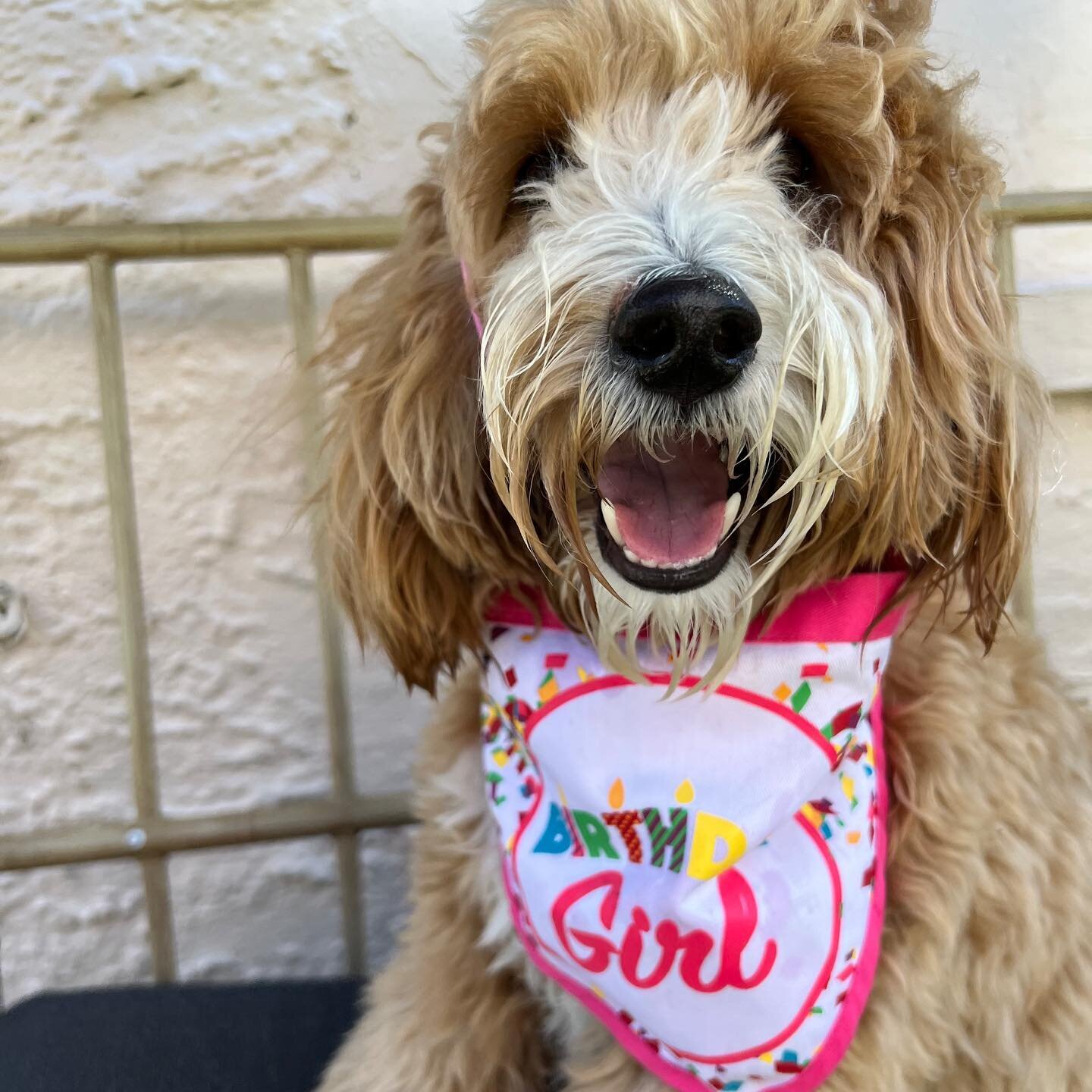 Happy Birthday Sweet Pinot!!!! We loved celebrating YOU with your Pawfect friends 🎉 it&rsquo;s always a PAWTY when you&rsquo;re around 🤣☀️🐶🐾💕😍😇 &bull;
&bull;
&bull;
&bull;
&bull;
#pawfectpalsmiami #pawfectpals #miamidogwalkers #miamipetsitters