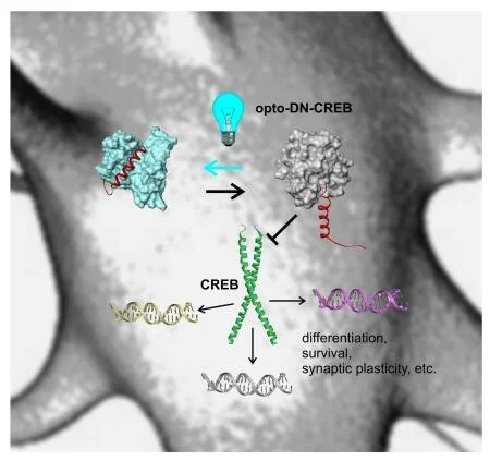 Datamancer Opto Transcripticon Protein Engineering — Andrew Woolley Lab