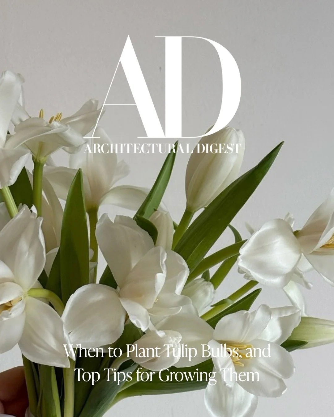 When to plant tulip bulbs and top tips for growing them on @archdigest 🌷 

Excited to have @theperfectpetal sharing their expert insight on all things tulips with Architectural Digest!

#beinspiredpr #weddingpr #tuliptips #growingtulips #biprclientp
