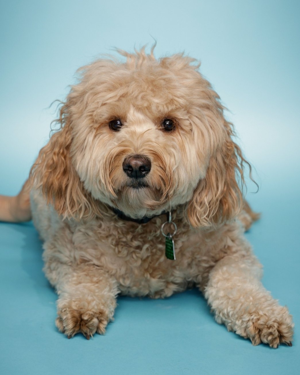 They might not fit in your backpack, but they'll always have your back! Celebrating National Pet Day with our beloved sidekicks! 🐱🐶

#PetSupport #FurEverFriends #schoolpictures2024 #schoolpics #schoolpictures #earlybird #nycschools #nycpublicschool