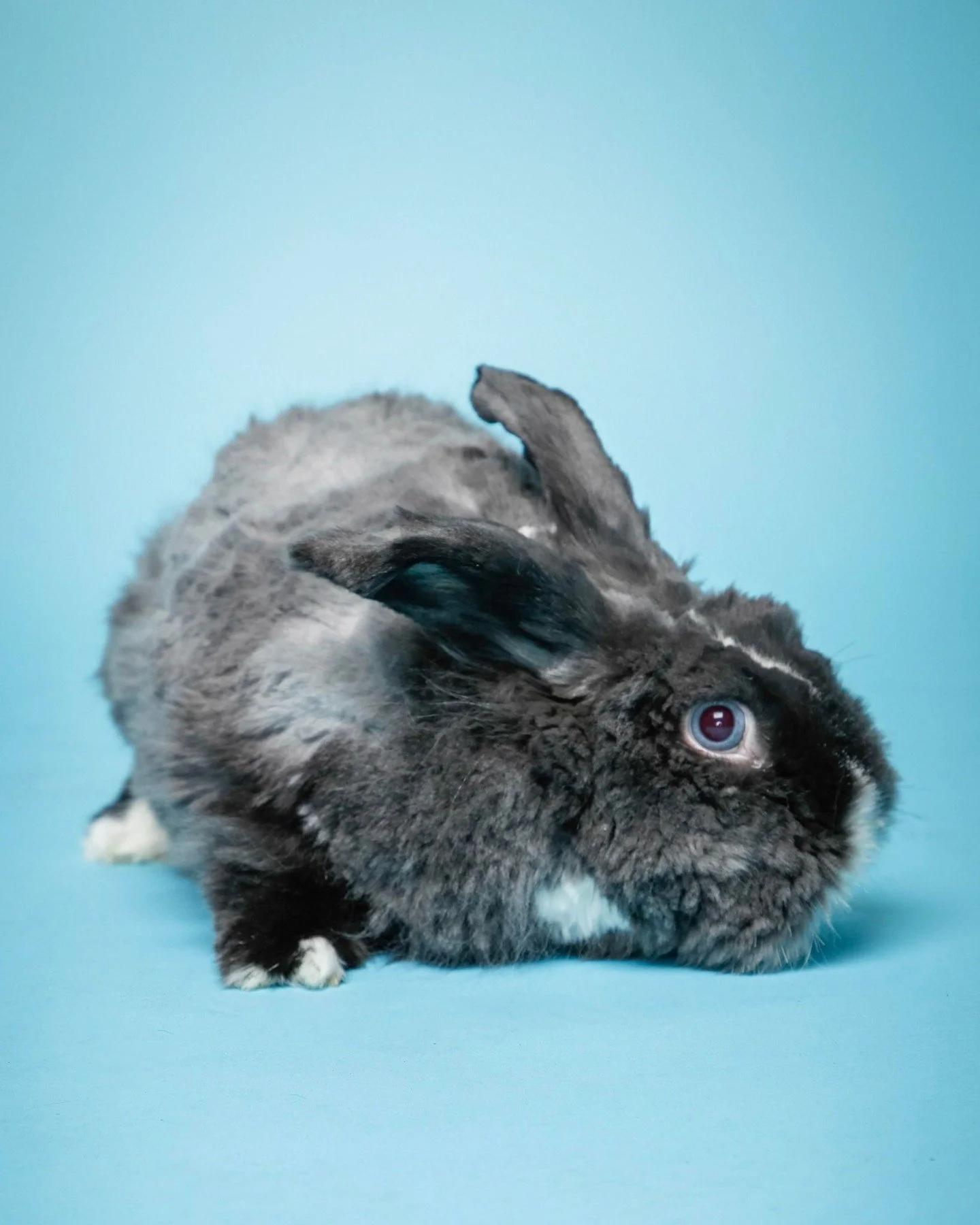 One of our more cooperative subjects .... #PetsOnPictureDay