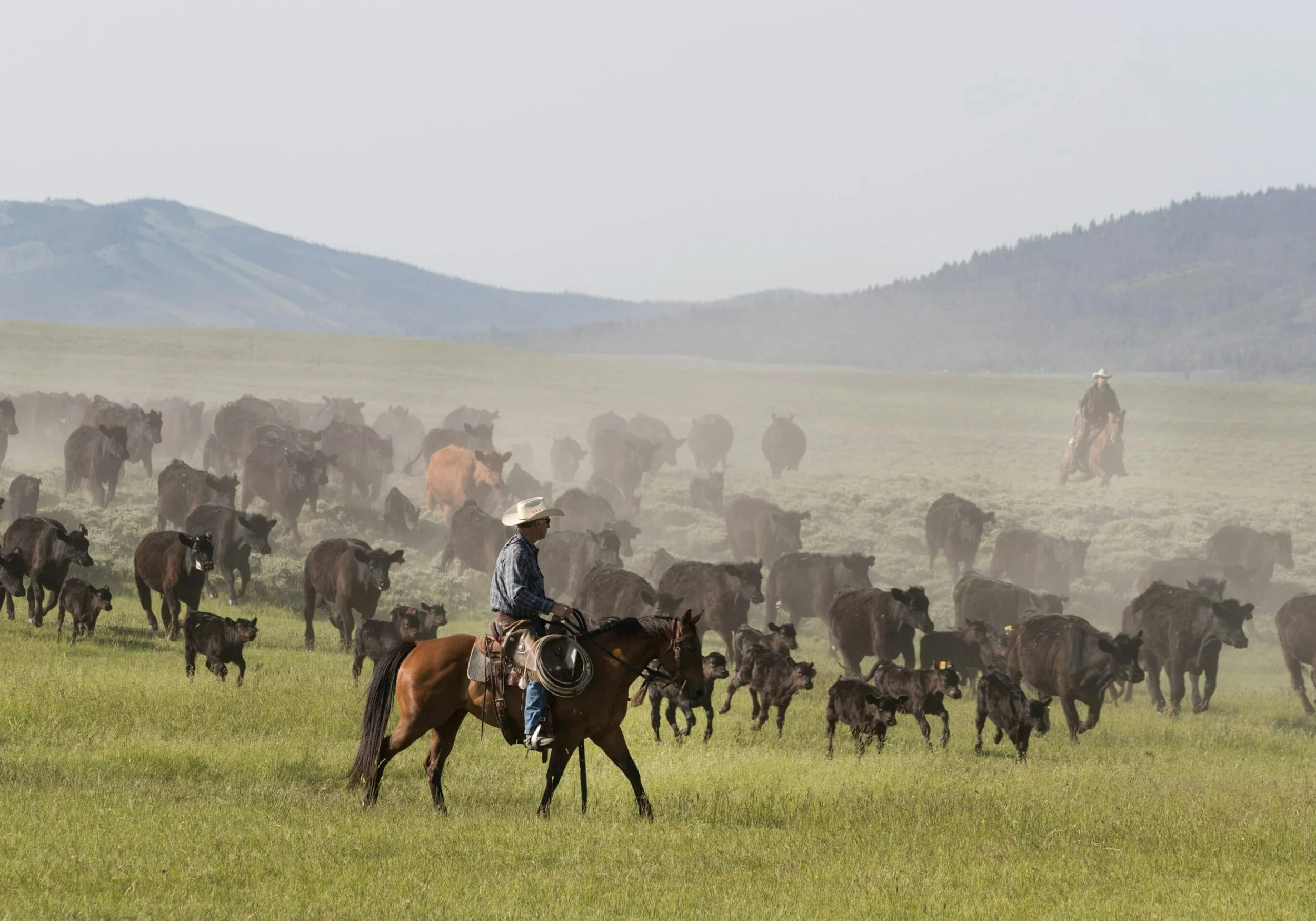  Farming is the cultivation and harvest of crops for food and animal feed; the land is tilled and “managed.” Ranching is the raising of livestock, and the custodianship of the land, as it exists naturally. 